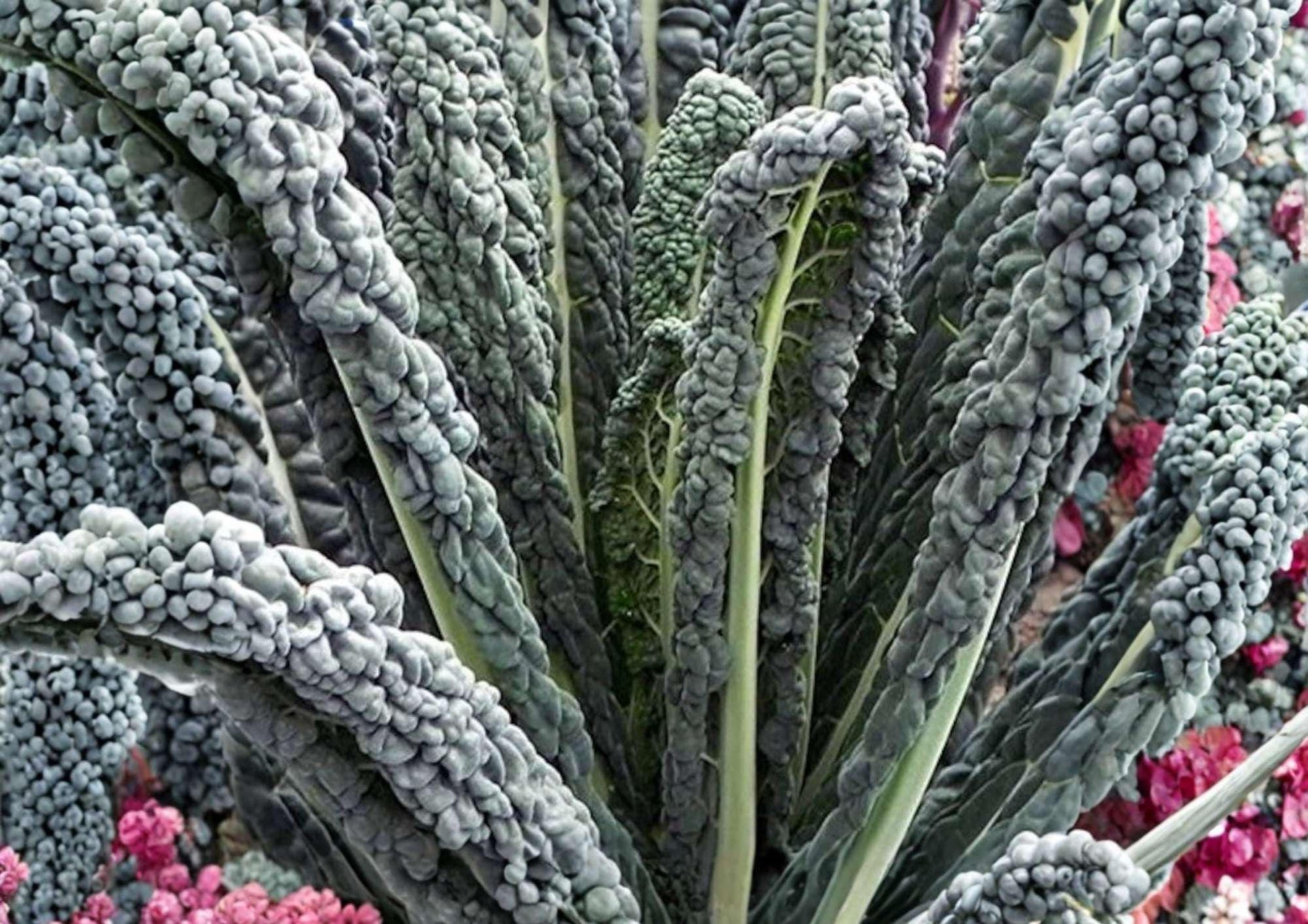 Black Magic Kale Seeds - 1400+ Heirloom Dark Lacinato Tuscan Kale - Cold Hardy Nutritious Vegetable Seeds for Garden Planting