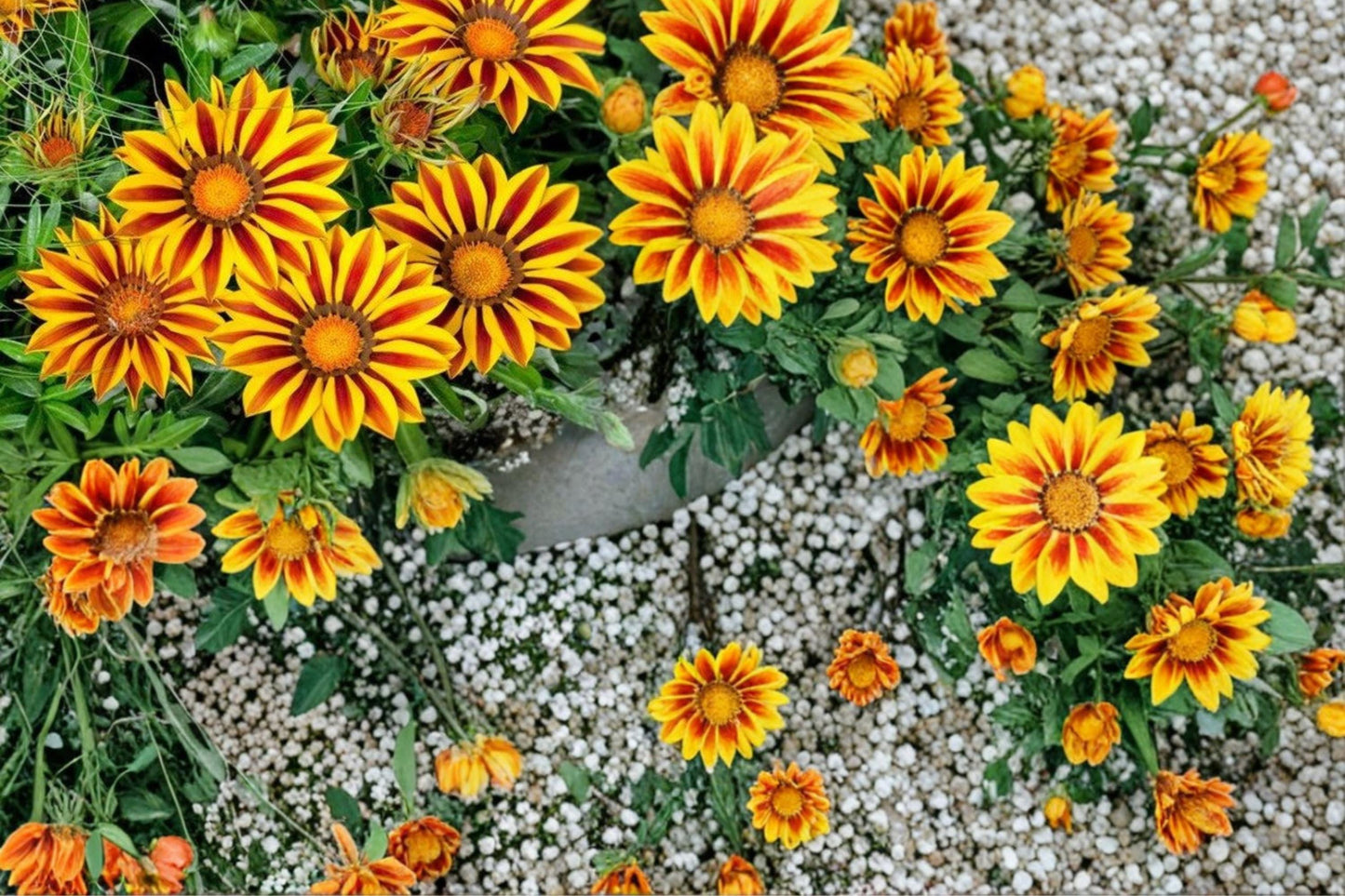 Gazania Seeds 500+ Flame Kiss Red Yellow Blooms - Gazania rigens Drought-Tolerant Annual Perennial Flower for Sunny Gardens