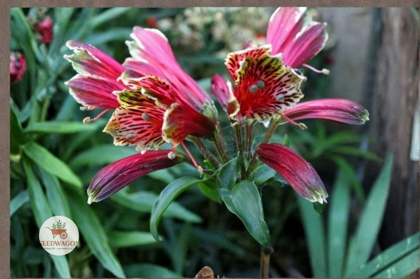 Parrot Lily Tubers, Multi-Color Peruvian Lily, Alstroemeria psittacina, Hummingbird Plant for Cut Flowers, 3 Cluster Sets