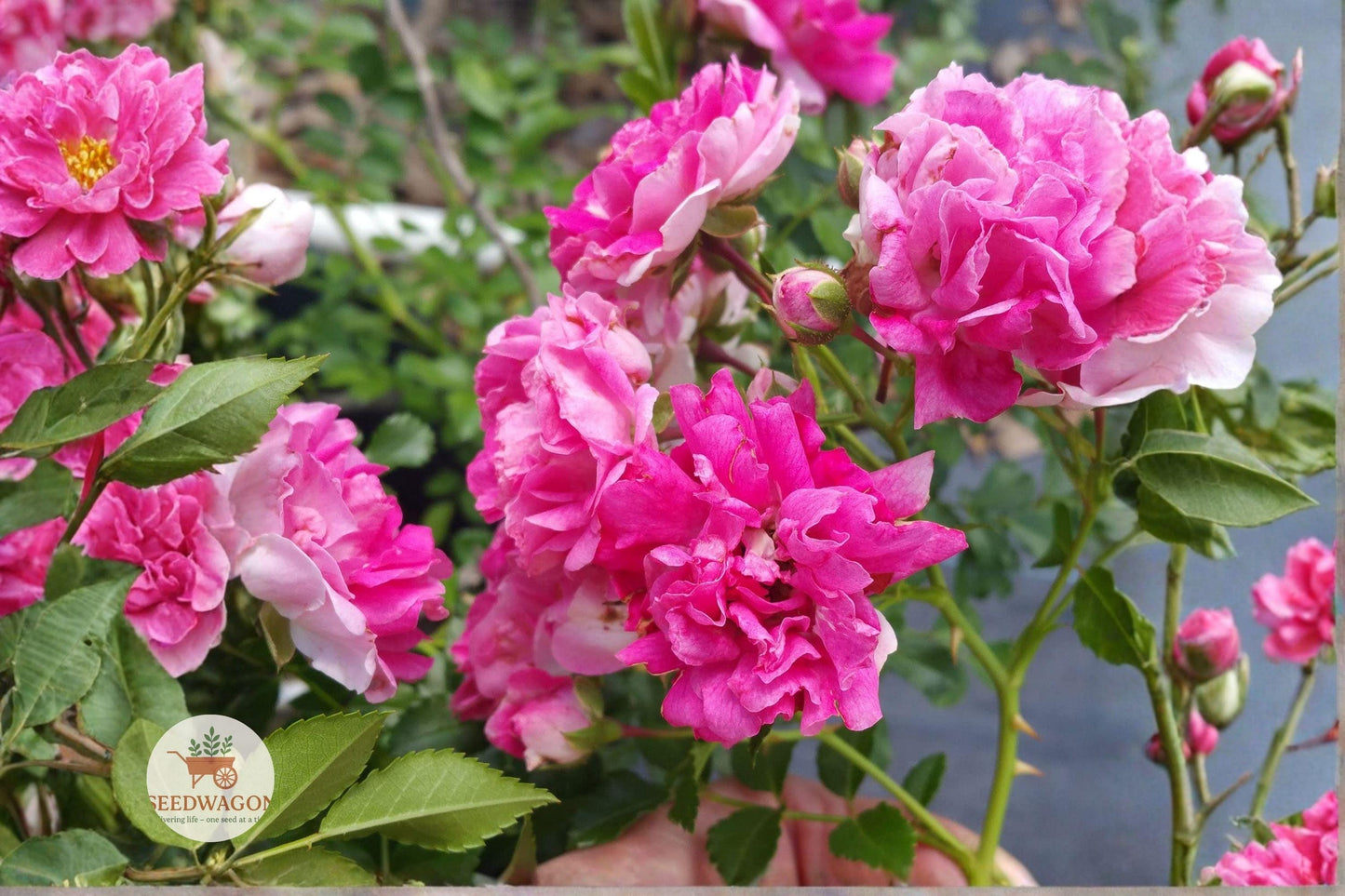 Seven Sisters Pink Rose Plant - Heirloom Climbing Rambler - Live Bare Root Starter - Rosa Mundi