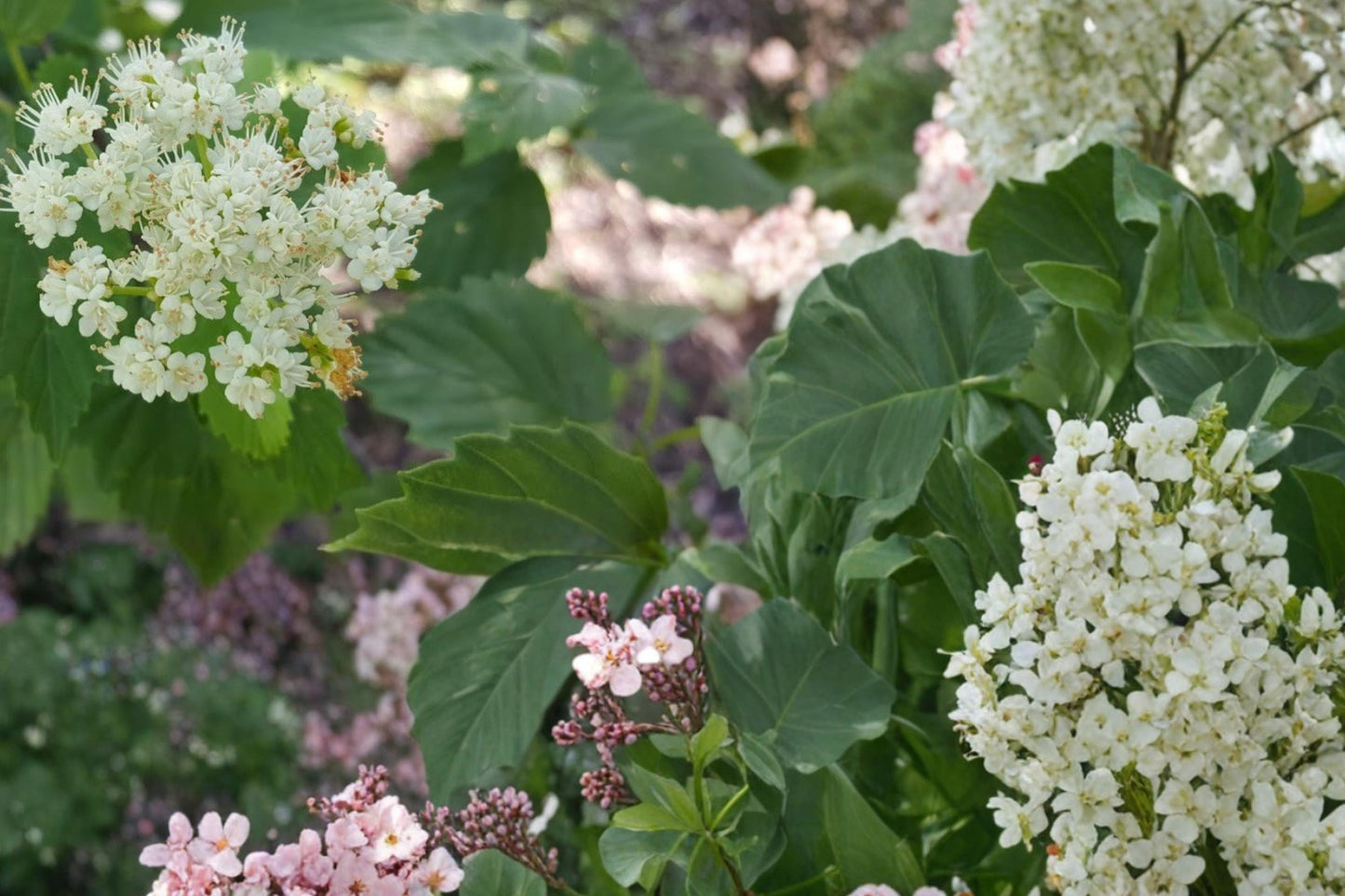 Arrowwood Viburnum Seeds - 100 Count - Viburnum dentatum - Hardy Deciduous Shrub for Landscape, Hedge, and Borders