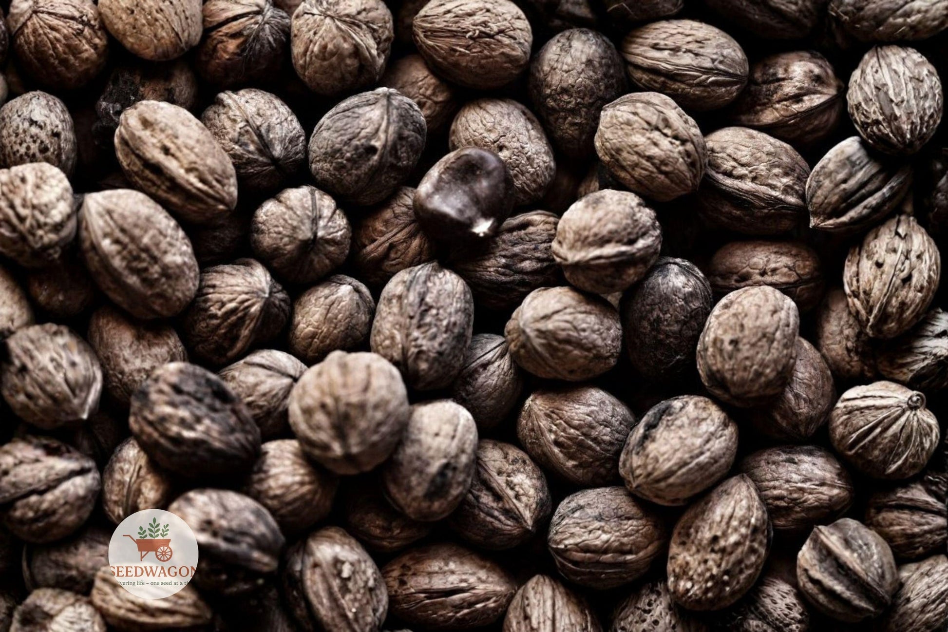 Black Walnut Tree Seedling - 24 Inch Bareroot Nut Tree - Juglans nigra - Hardy Native Hardwood for Orchards & Wildlife