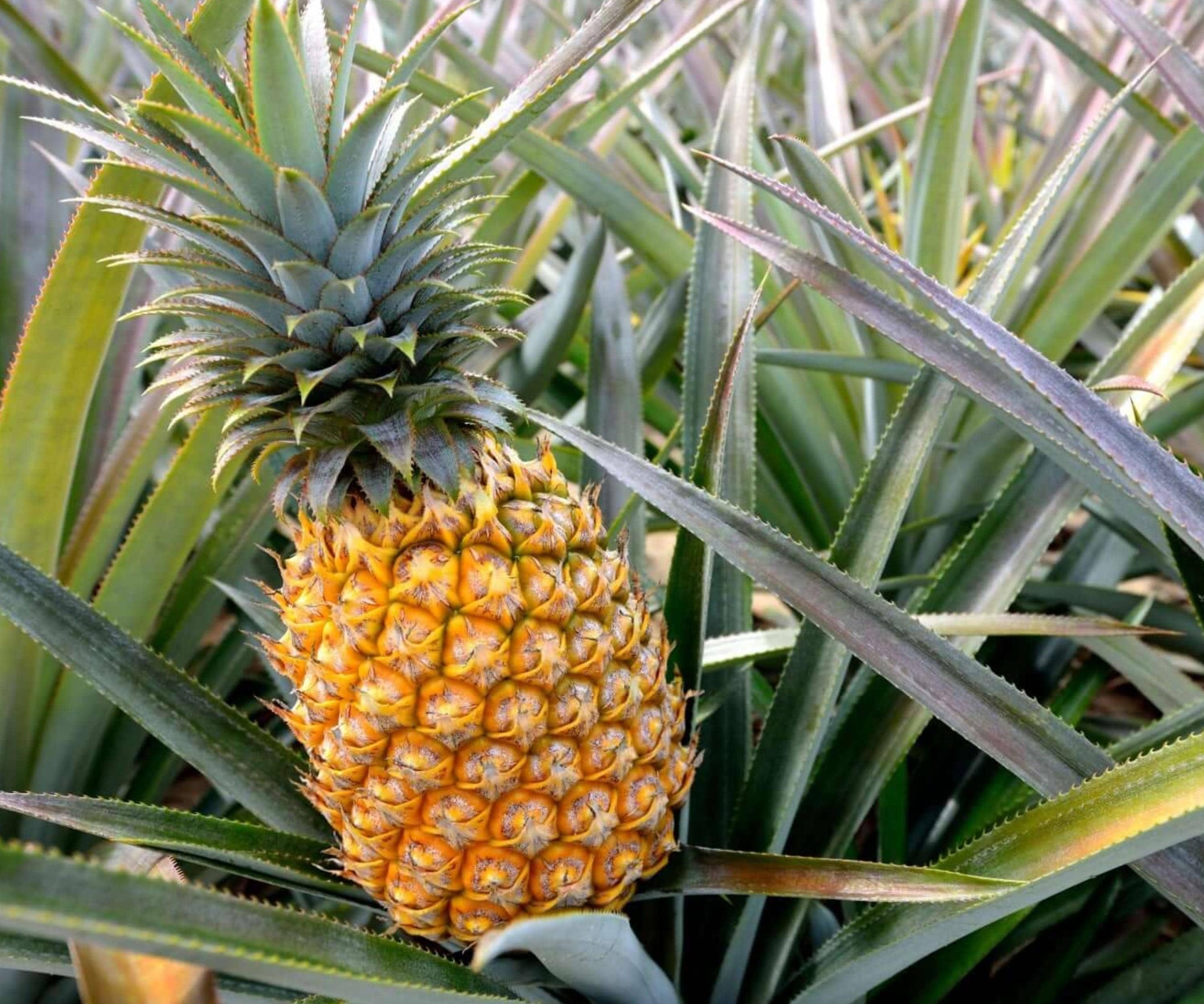 Elite Gold Pineapple Plants Set of 4 | Tropical Fruit Indoor Outdoor Garden | Ananas comosus