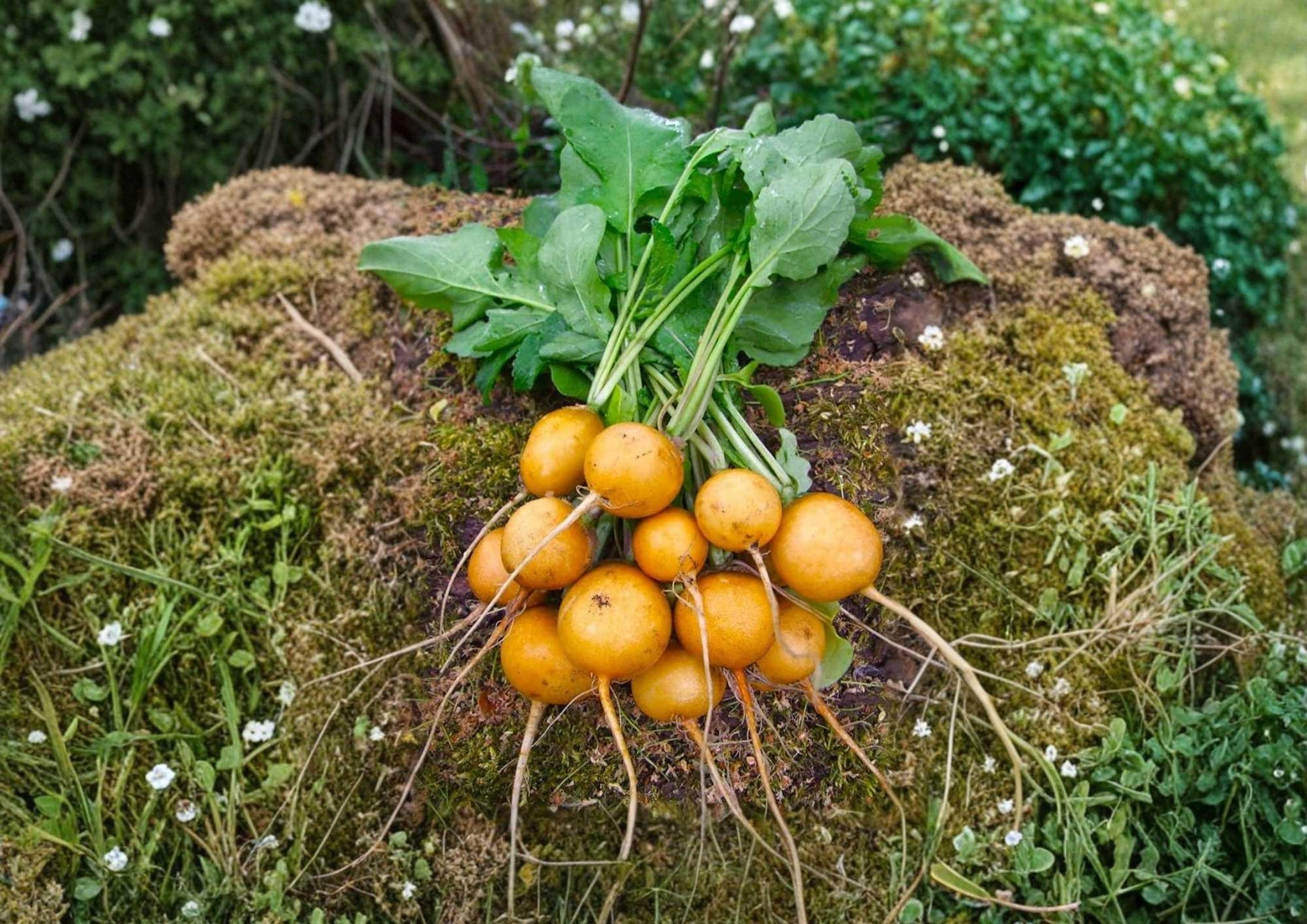 Golden Helios Radish Seeds - 300+ Heirloom Vegetable Seeds, Bright Yellow Round Radish, Non-GMO, Fast Growing, Crisp Mild Flavor