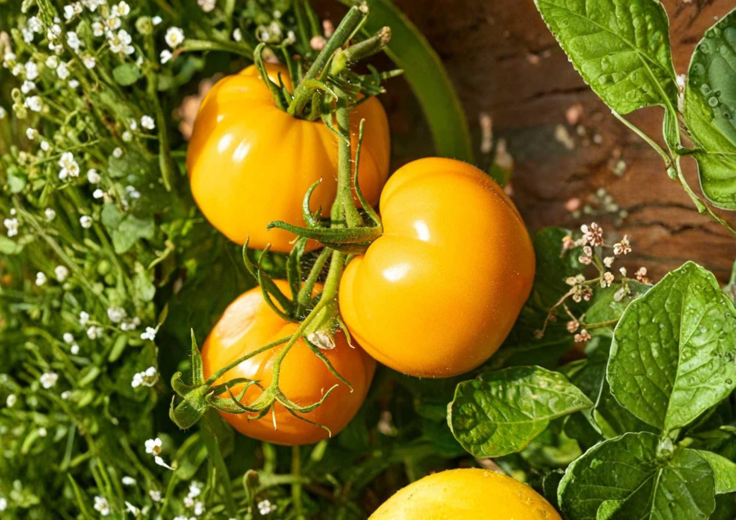 Amana Orange Tomato Seeds - 120+ Heirloom Non-GMO Rare Vegetable Seeds - Large Golden Beefsteak, Sweet Low Acid