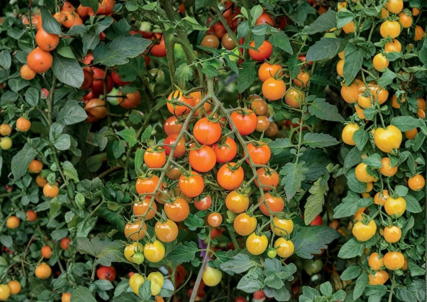 Orange Cherry Tomato Seeds - 120+ Heirloom Rare Vegetable Seeds for Garden Planting - Sweet Small Tomatoes (Solanum lycopersicum)