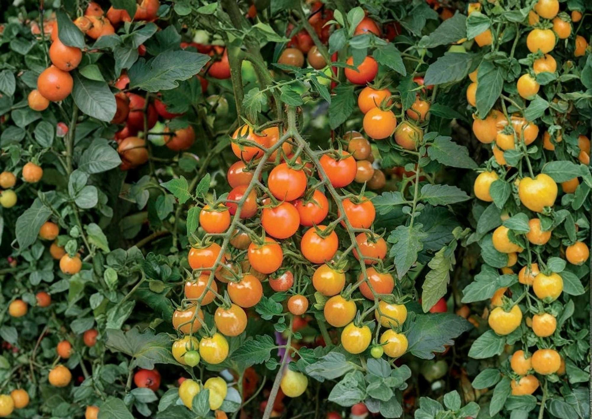 Orange Cherry Tomato Seeds - 120+ Heirloom Rare Vegetable Seeds for Garden Planting - Sweet Small Tomatoes (Solanum lycopersicum)