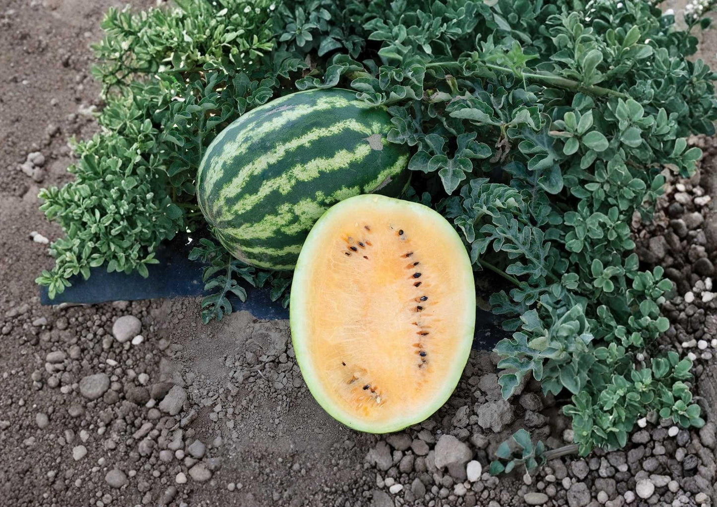 Orange Krush Watermelon Seeds - 10 Heirloom Non-GMO Rare Fruit Seeds for Garden Planting, Sweet Juicy Melon, Citrullus lanatus