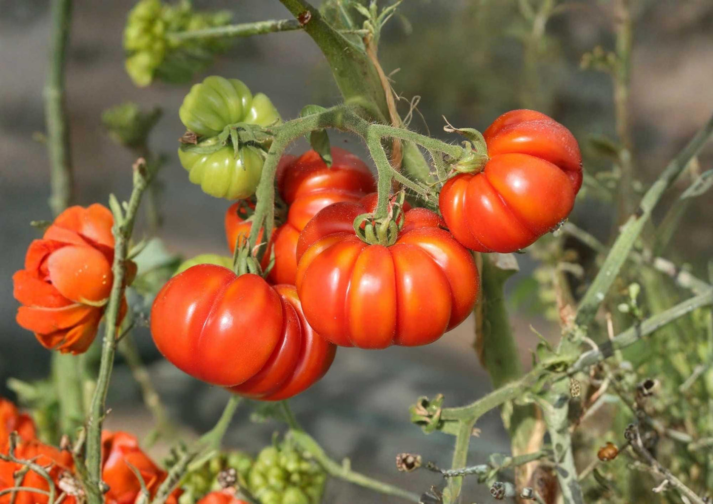 German Johnson Tomato Seeds - 120+ Heirloom Organic Non-GMO Large Beefsteak - Pink Red Sweet Flavor for Garden Planting