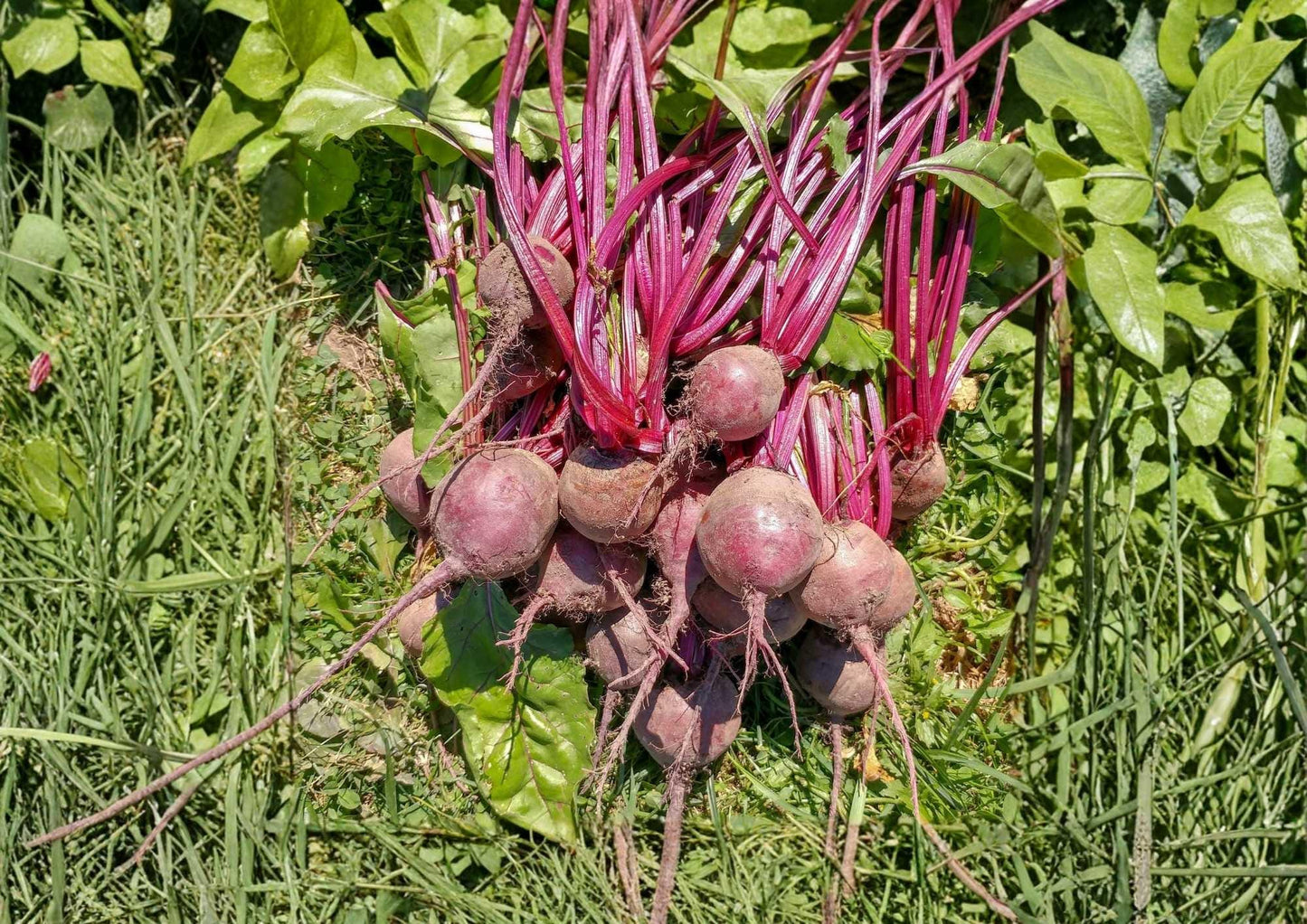 Detroit Dark Red Beet Seeds - 200+ Heirloom Organic Non-GMO Vegetable Seeds for High Yield Garden Planting - Beta vulgaris