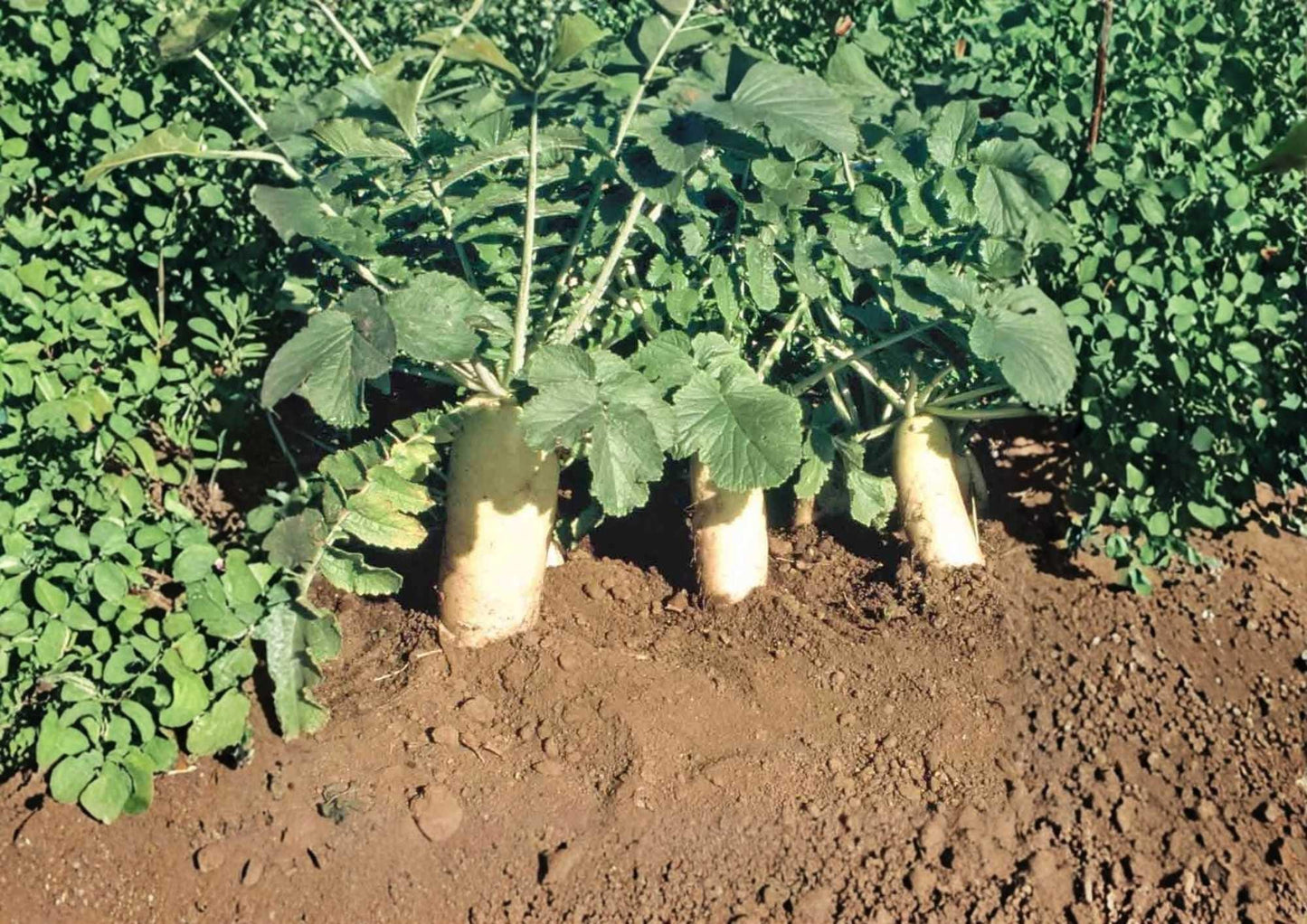 300+ Japanese Minowase Daikon Radish Seeds - Heirloom Non-GMO Long White Radish (Raphanus sativus) for Garden Planting