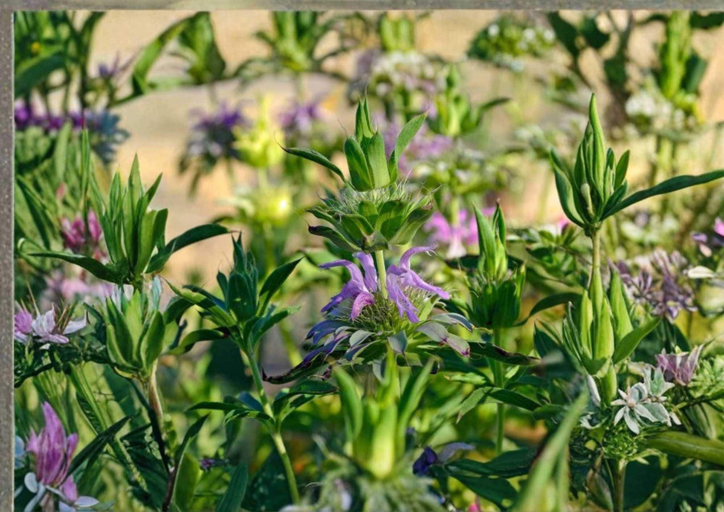 Lemon Mint Seeds - 500+ Heirloom Organic Non-GMO Lemon Bee Balm Herb Seeds, Citrus Scented Pollinator Friendly Medicinal