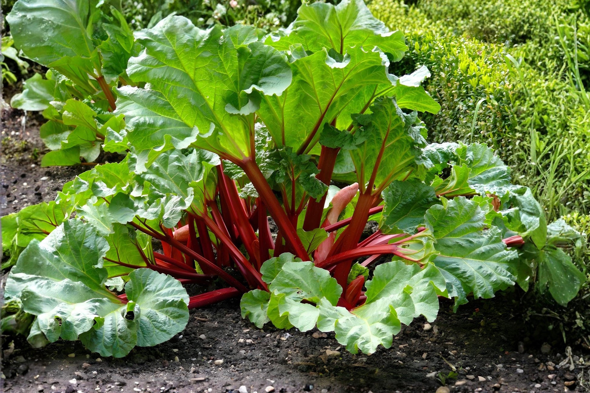 Heirloom Rhubarb Seeds (10) - Victoria Variety, Tart Flavor for Pies, Rheum rhabarbarum, Cold-Hardy Kitchen Garden Essential
