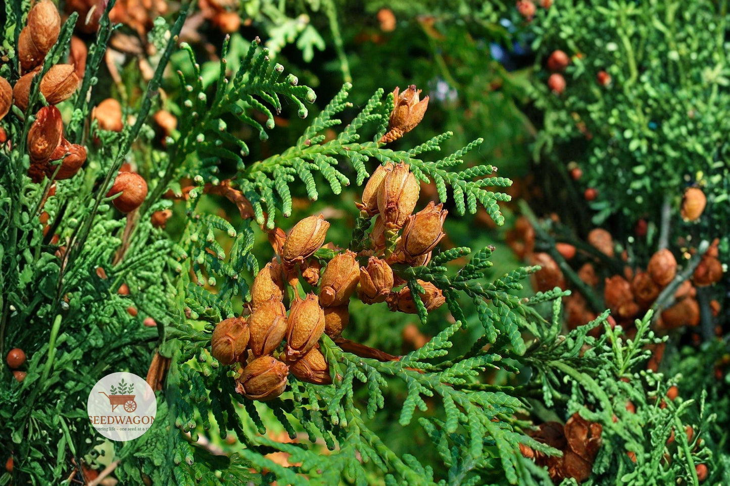 Eastern Arborvitae Seeds 50 - Thuja occidentalis Northern White Cedar Evergreen Tree for Privacy Hedges, Windbreaks, Wildlife Habitat