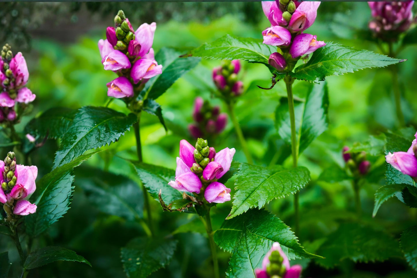 White Turtlehead Seeds (50) | Chelone glabra | Native Wetland Flower | Pollinator Plant for Rain Gardens