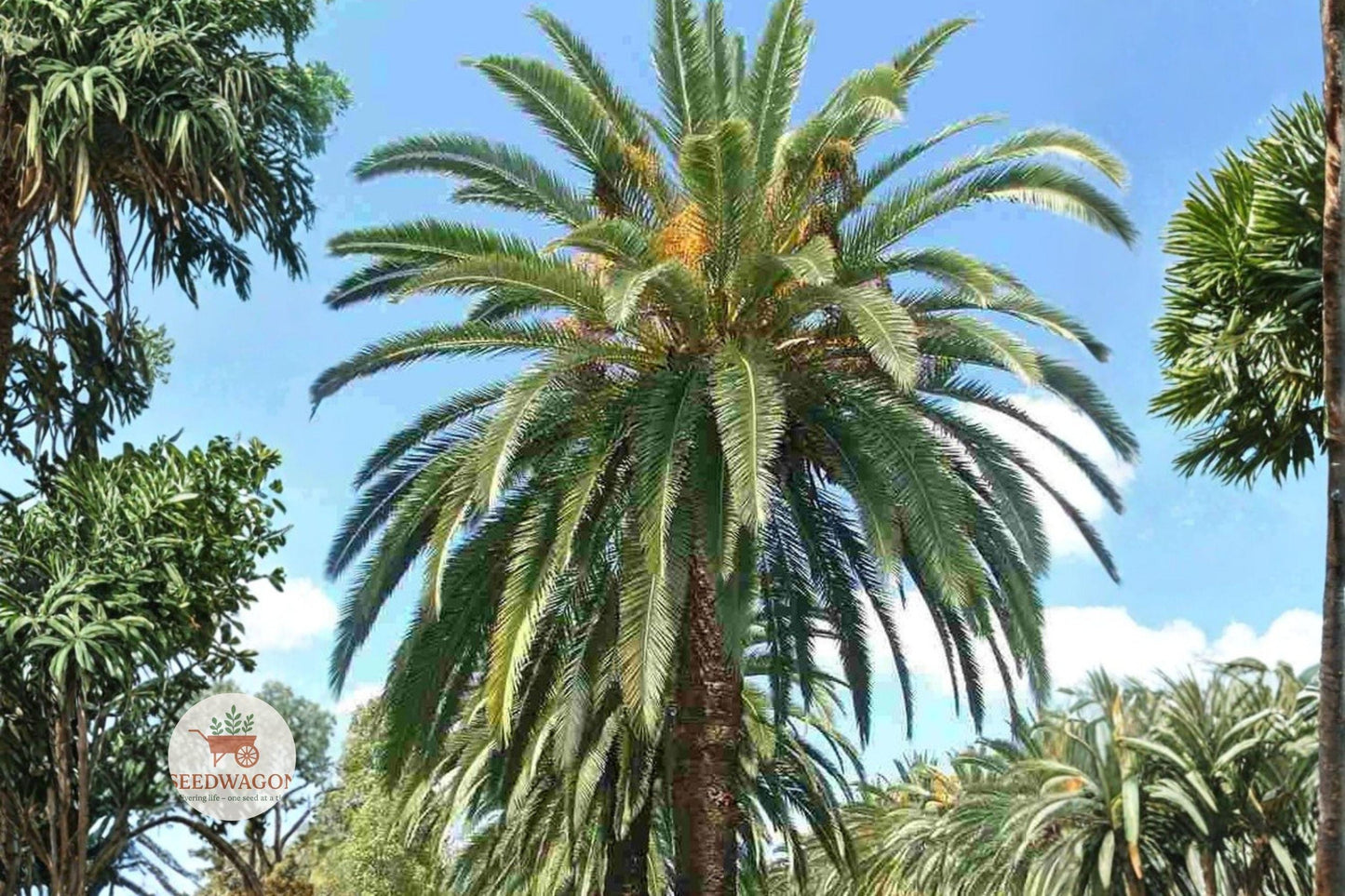 Canary Date Palm Seeds 10 Pack - Phoenix canariensis Tropical Ornamental Palm for Gardens & Patios