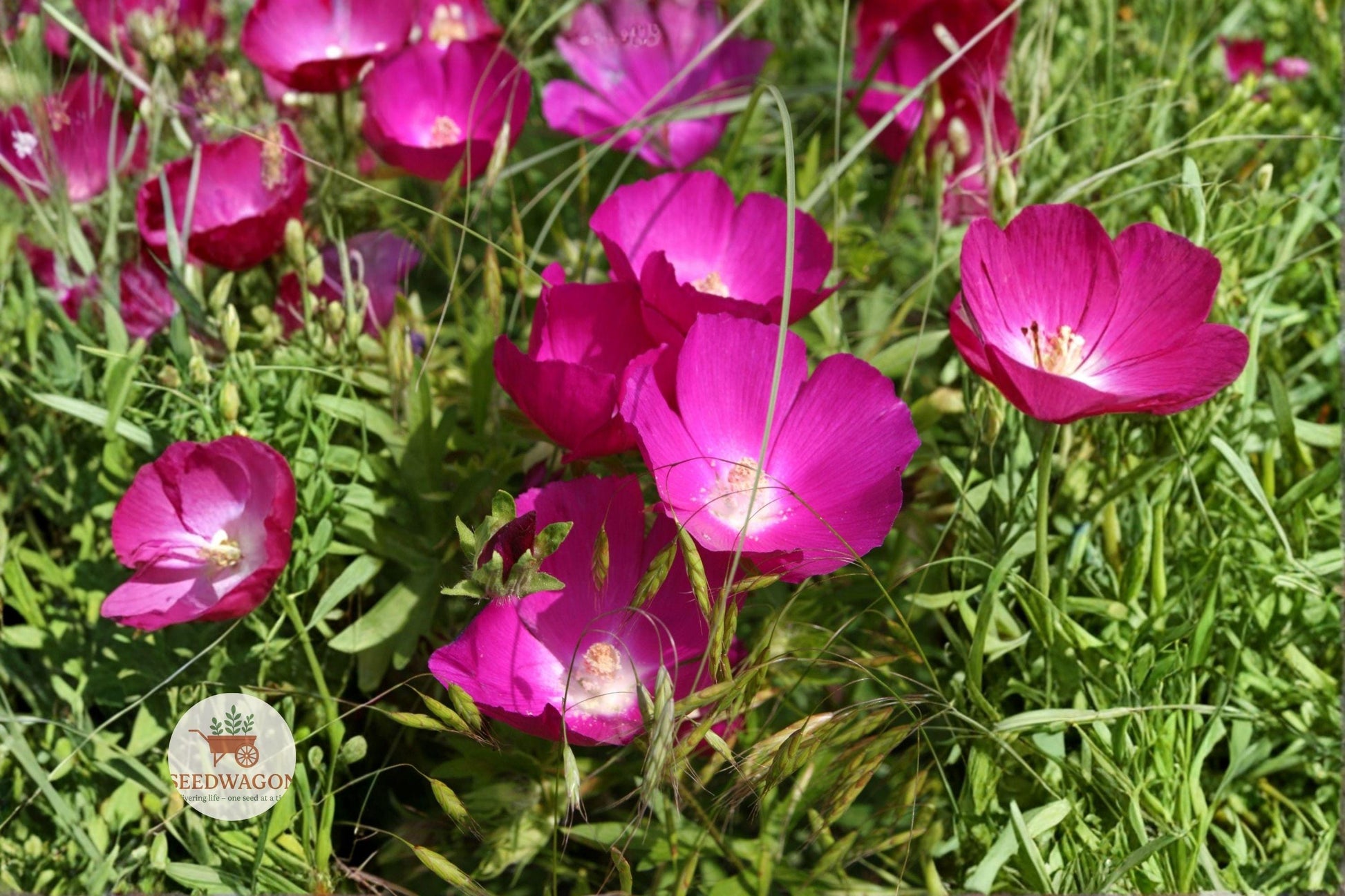 Bush's Poppy Mallow Seeds 10 Pack - Magenta-Purple Wildflower, Callirhoe bushii, Native Pollinator Plant for Gardens