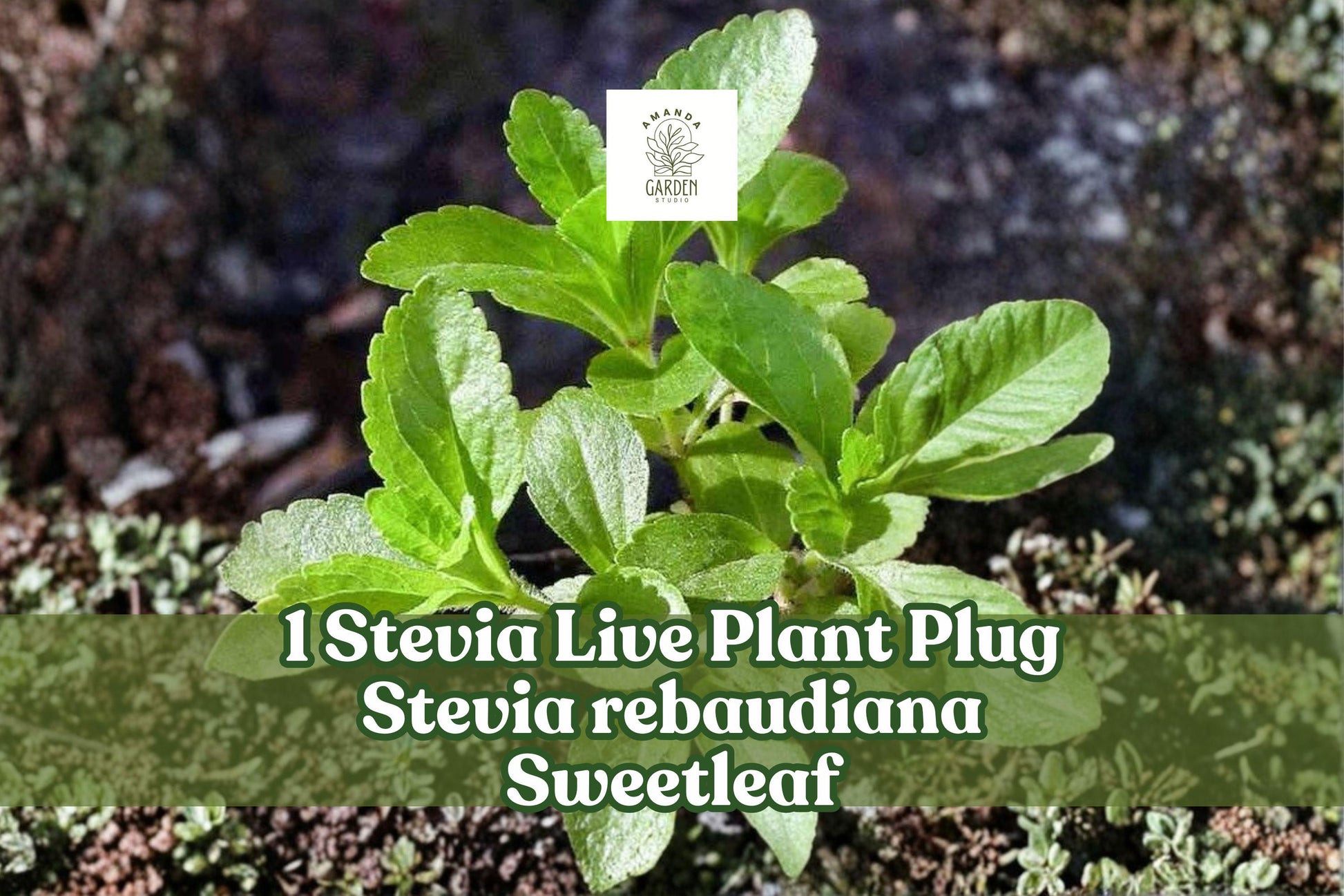 Stevia Live Plant Plug 1" Sweetleaf Culinary Herb Stevia rebaudiana - Well-Rooted Starter Plant for Garden or Patio