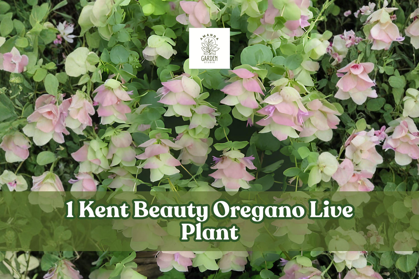Kent Beauty Oregano Live Plant Plug, Ornamental Herb, Trailing Growth, Origanum ‘Kent Beauty’, Pink & Green Bracts