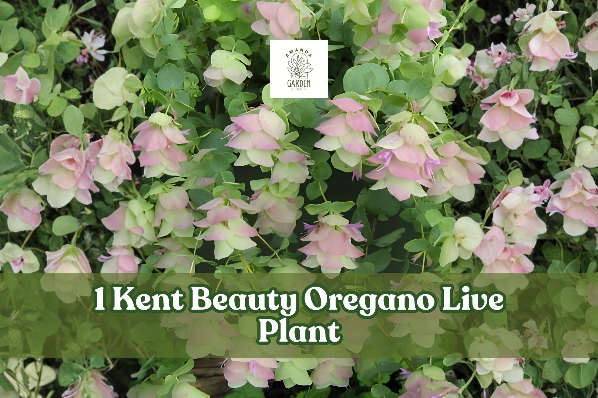 Kent Beauty Oregano Live Plant Plug, Ornamental Herb, Trailing Growth, Origanum ‘Kent Beauty’, Pink & Green Bracts