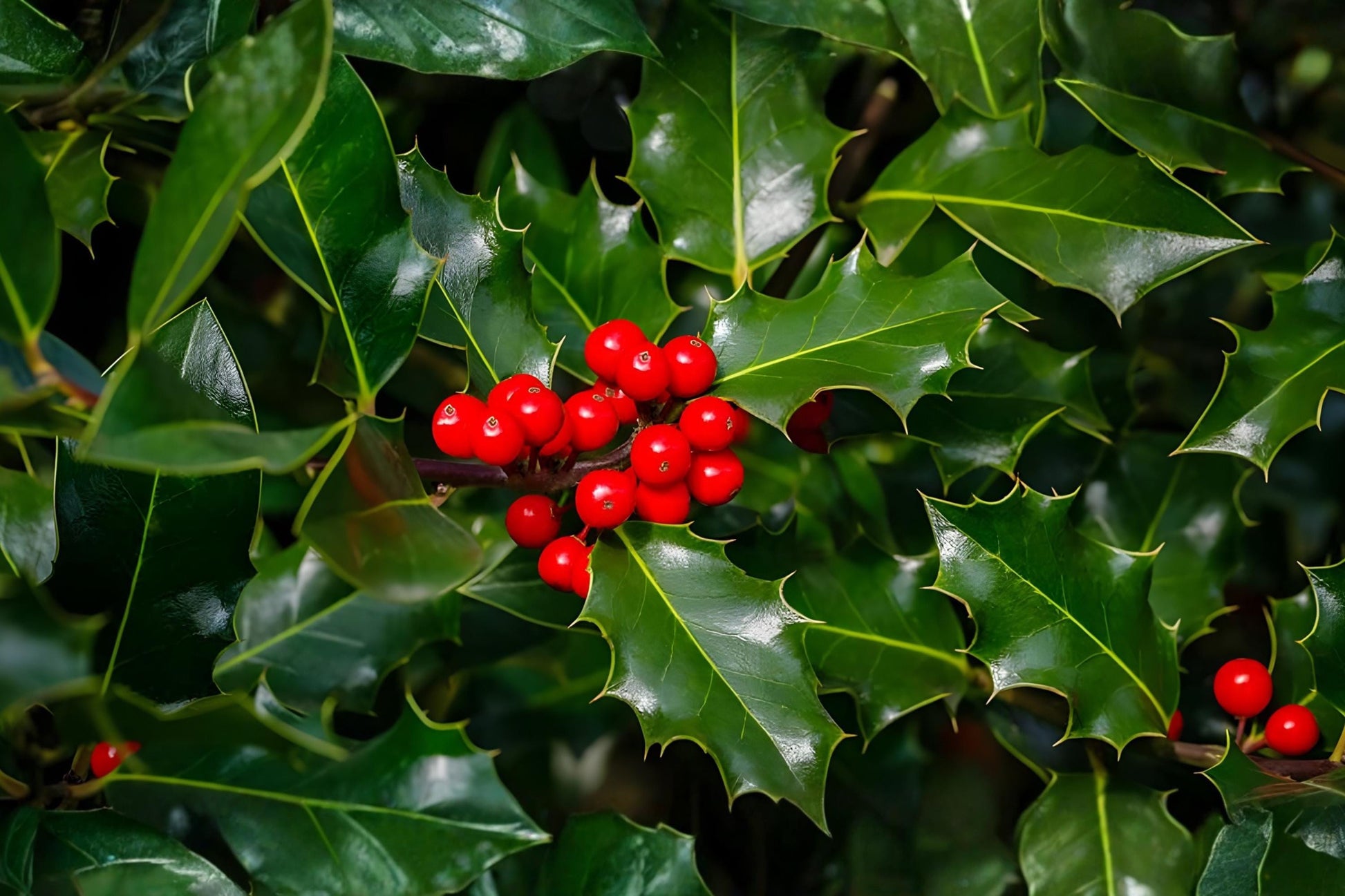 Chinese Holly Seeds (10) | Ilex cornuta | Evergreen Shrub with Glossy Leaves & Red Berries | Low-Maintenance Landscaping