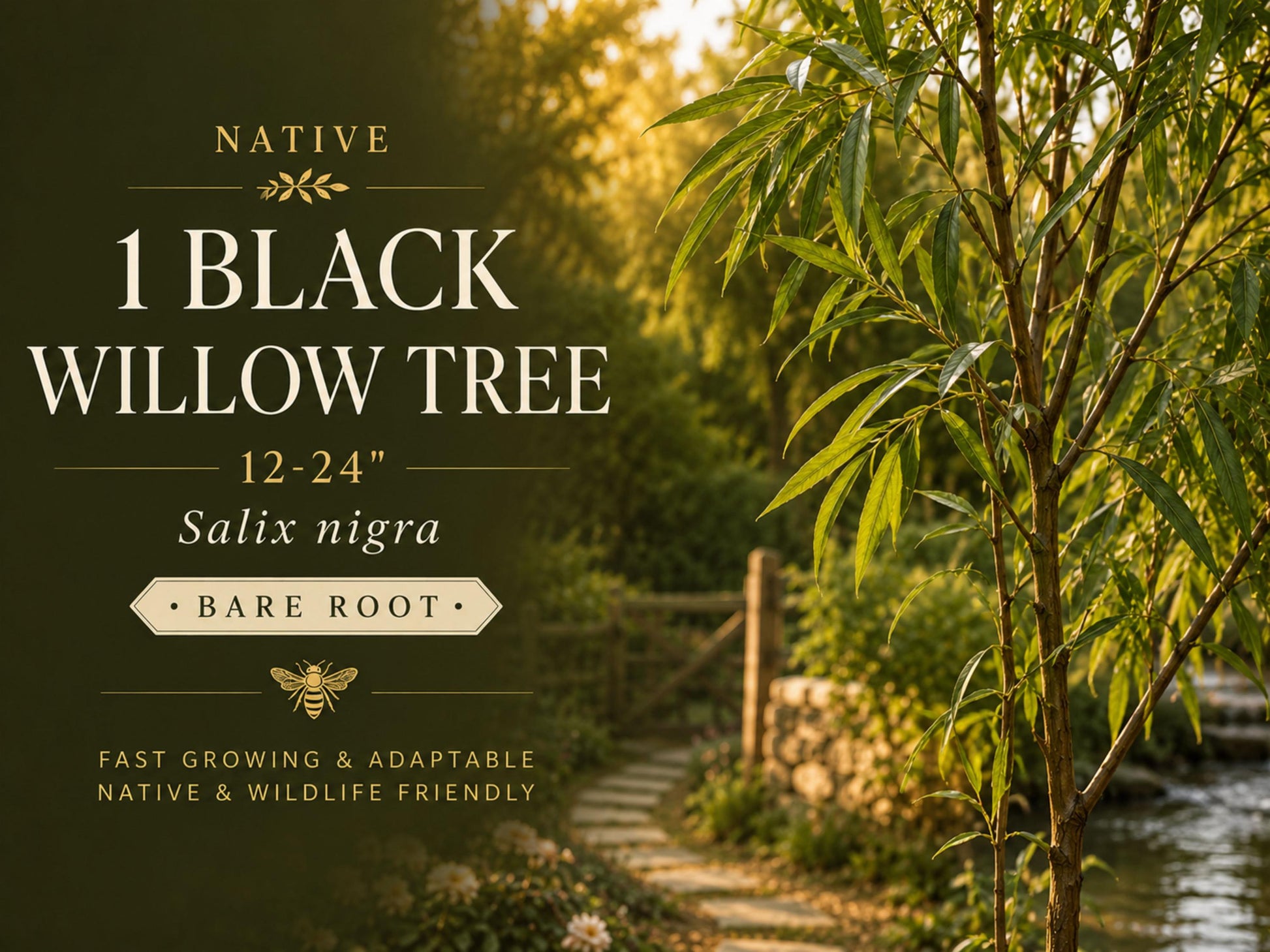 Black Willow Bare Root Tree 12-24in Salix nigra Native Fast-Growing Deciduous Tree for Wetland Landscape and Wildlife Gardens