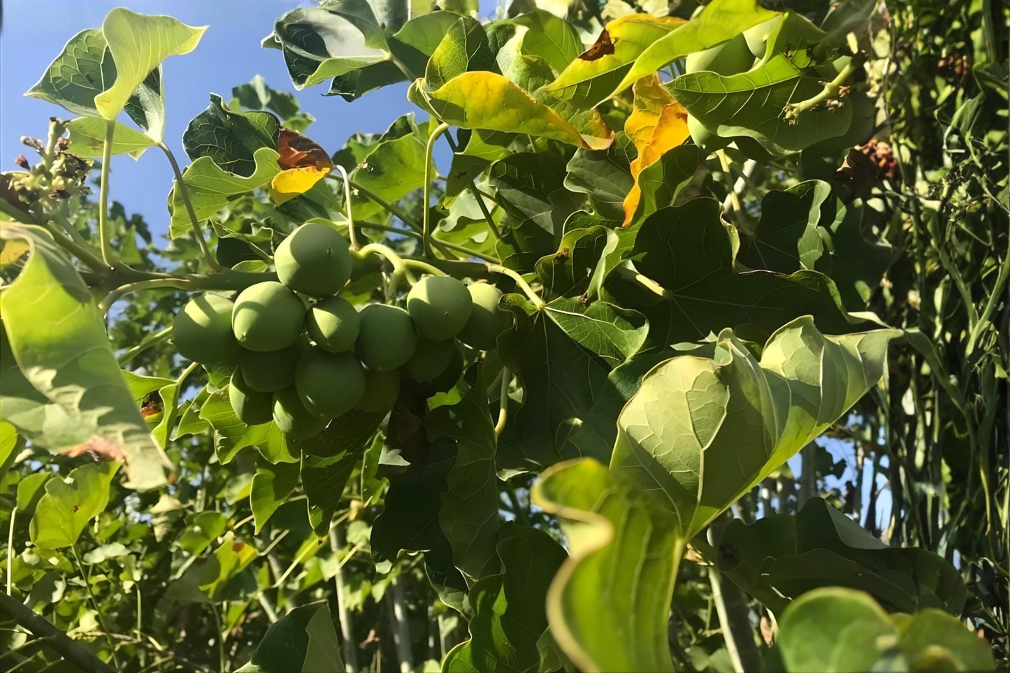 Jojoba Seeds (10) - Simmondsia chinensis - Drought-Tolerant Desert Shrub for Xeriscaping & Skincare Use