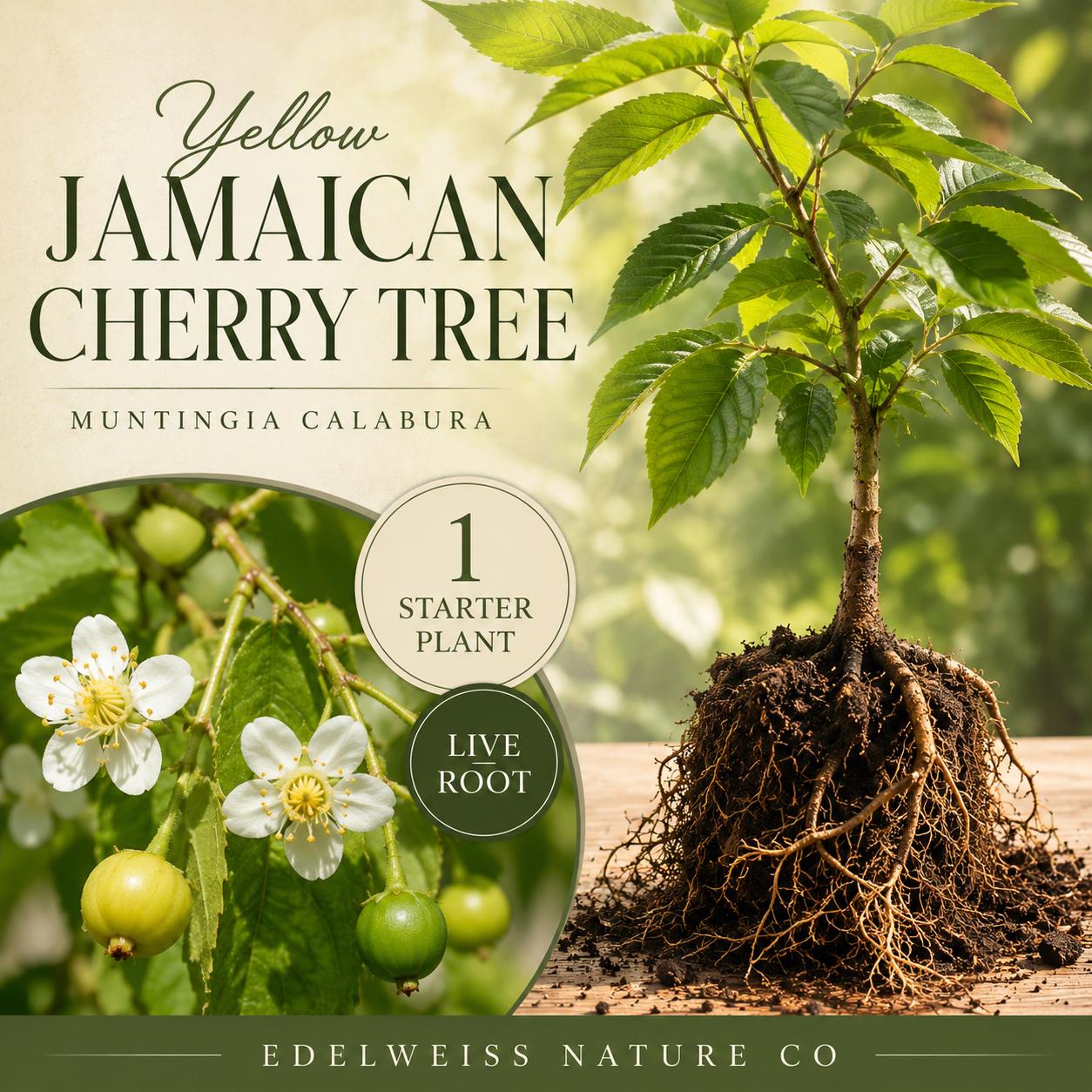 Jamaican Cherry Live Root Starter Plant - Muntingia calabura Heirloom, Non-GMO Tropical Fruit for Home Garden