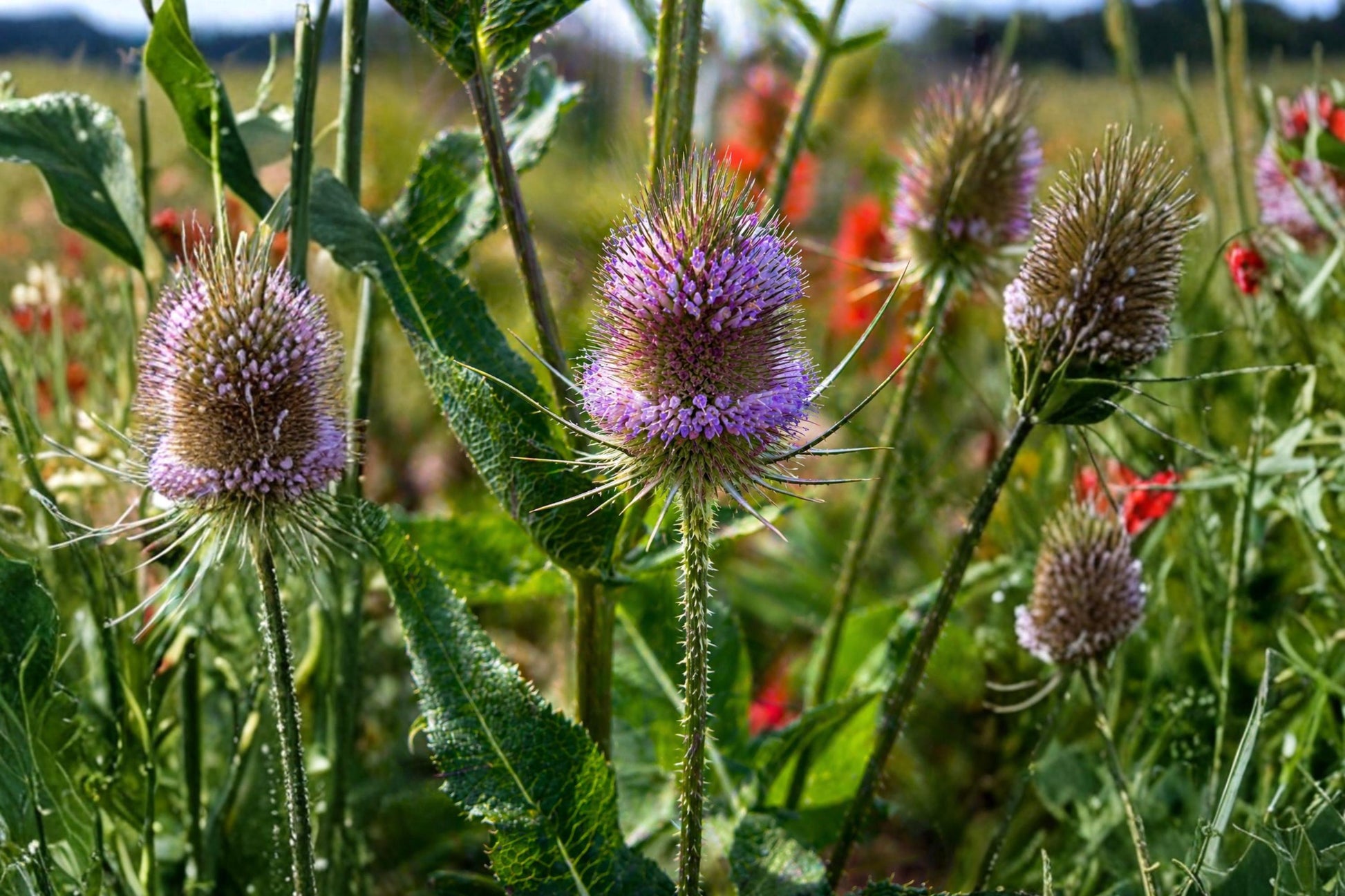 Teasel Seeds (30) - Fuller's Teasel, Cultivated Teasel, Dipsacus sativus - Architectural Plant with Purple Blooms for Gardens