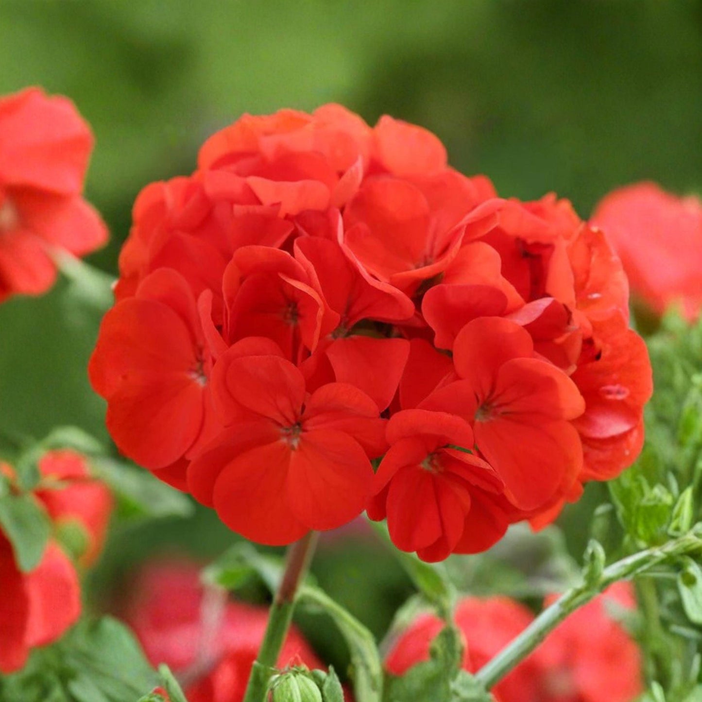 Red Geranium Cuttings 6 Inches Pack of 6 Fragrant Flower Plants for Propagation - Pelargonium spp.