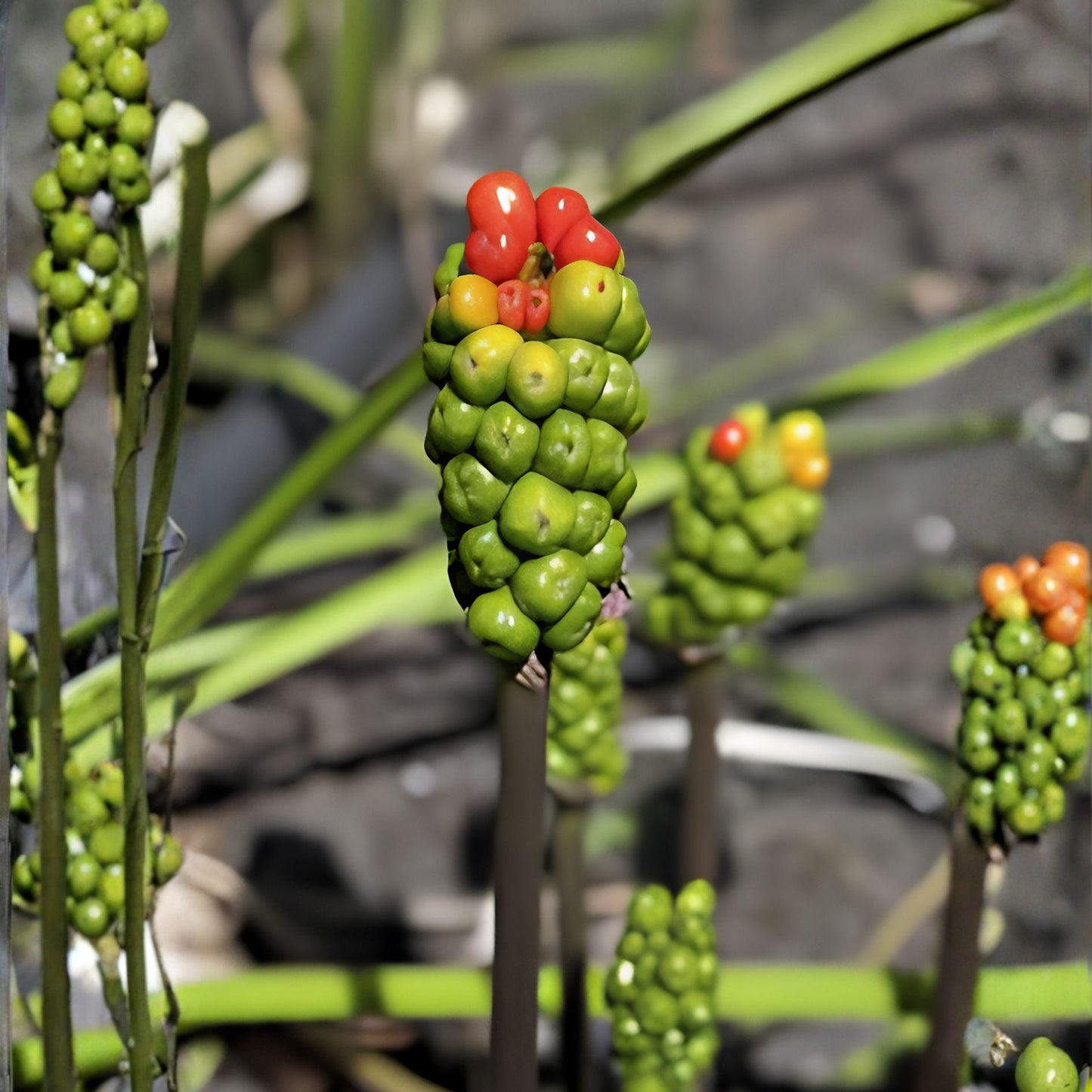 Lord and Ladies Plants – 5 Pack Bare Root Woodland Perennial, Arum Maculatum, Unique Arrow-Shaped Leaves & Red Berries