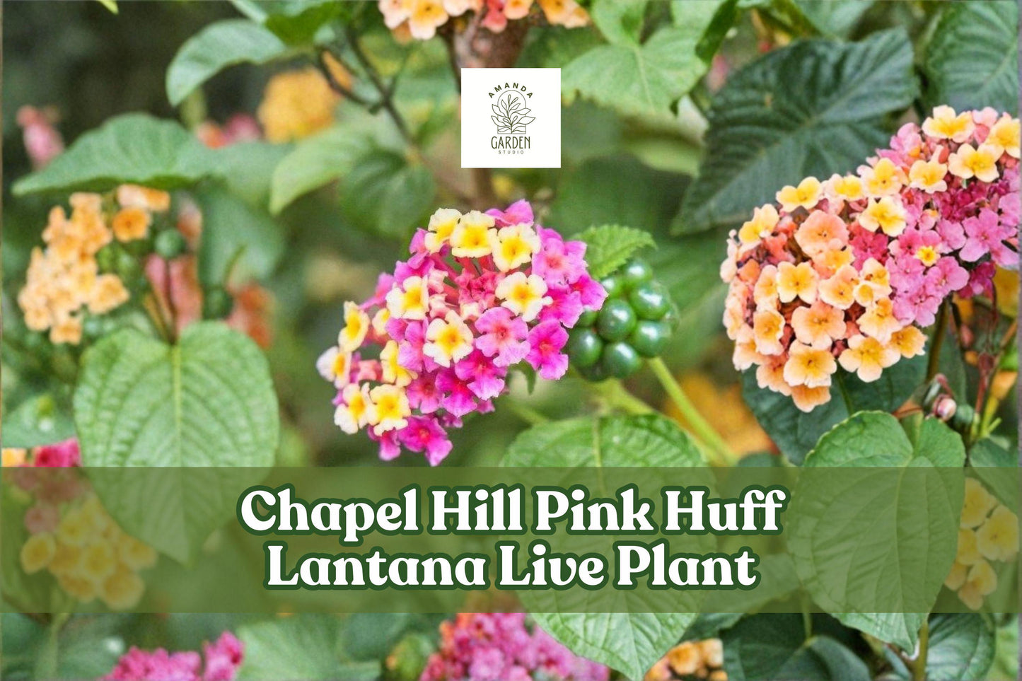 Chapel Hill Pink Huff Lantana Live Plant Plug | Hardy Pink Yellow Perennial | Lantana | Butterfly Garden, Container Plant