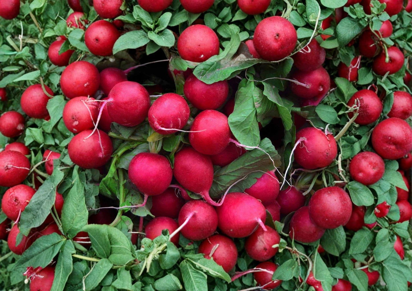 Champion Radish Seeds - 100+ Heirloom Non-GMO Vegetable Seeds for Garden Planting - Round Red, Crisp Flavor