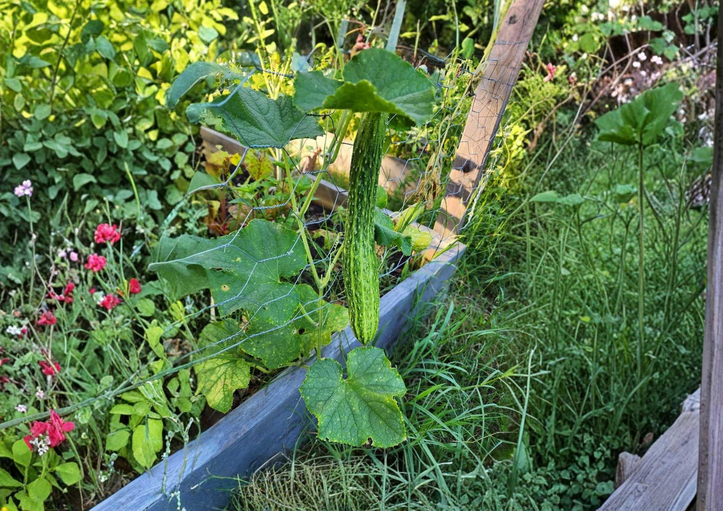 Suyo Long Cucumber Seeds - 25+ Heirloom Rare Asian Vegetable Seeds, Sweet Crisp Burpless Variety, Cucumis sativus