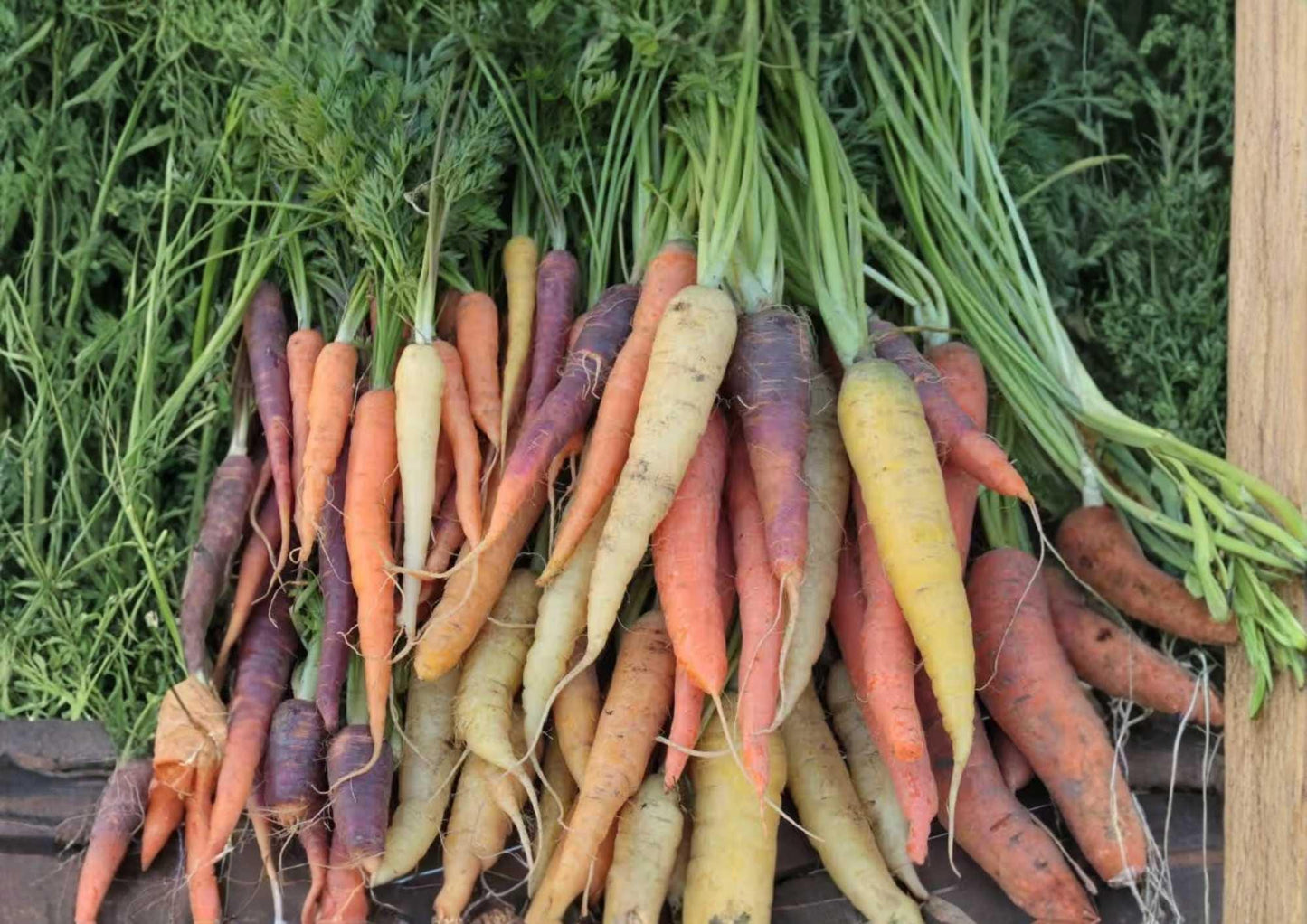Rainbow Carrot Blend Seeds - 200+ Heirloom Vegetable Seeds for Garden - Colorful Purple, Yellow, Orange, White Carrots