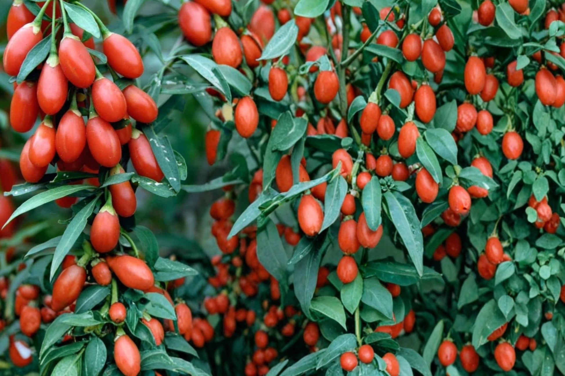 Goji Berry Seeds - 10 Seeds Lycium barbarum Edible Fruit Shrub - Red Berries for Garden Planting