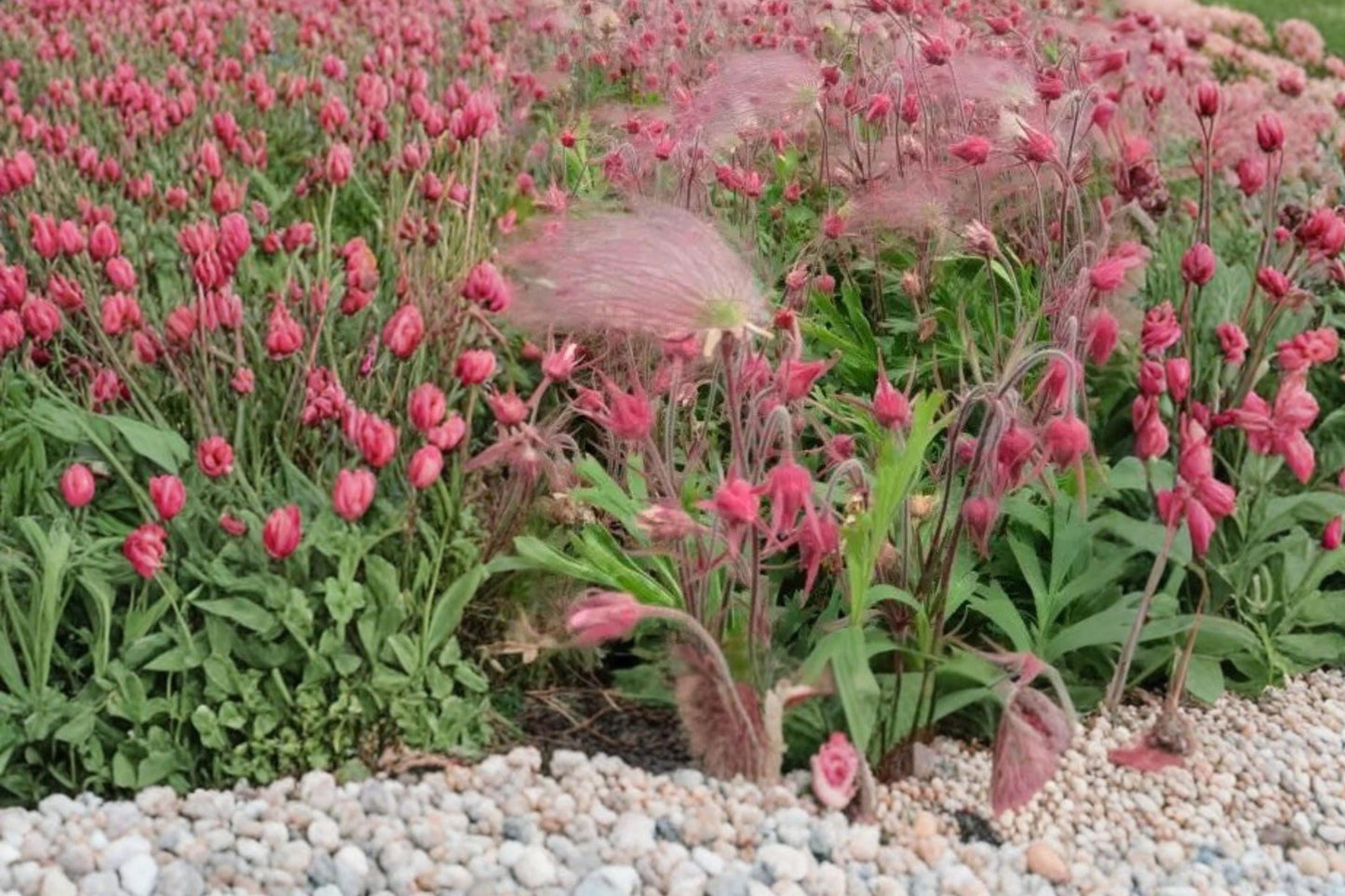 Prairie Smoke Seeds - 10 Pack - Geum triflorum - Perennial Flower Seeds for Garden - Nodding Blooms & Feathery Seed Heads