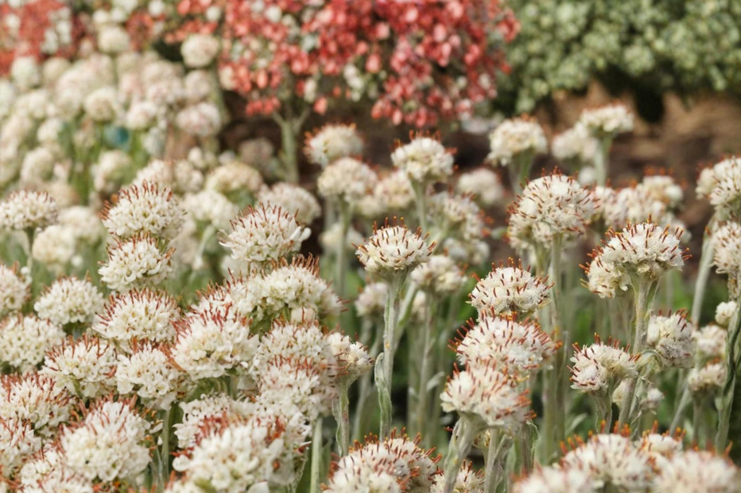 Prairie Pussytoes Seeds - 100 Antennaria neglecta Wildflower Seeds for Planting - Low-Growing Perennial Ground Cover