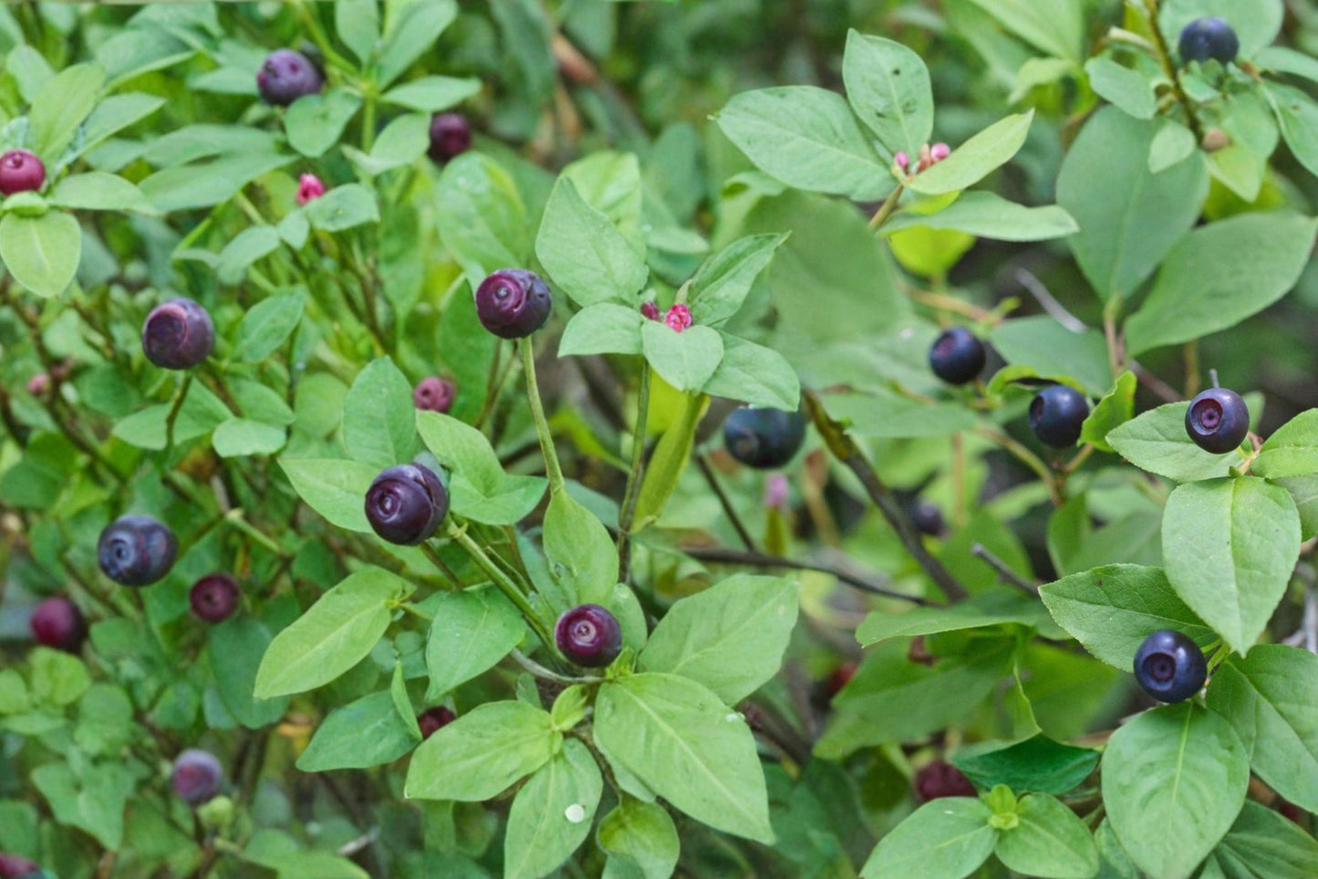 Big Huckleberry Seeds - 30 Seeds for Planting - Vaccinium membranaceum - Edible Dark Berries - Woodland Garden Shrub