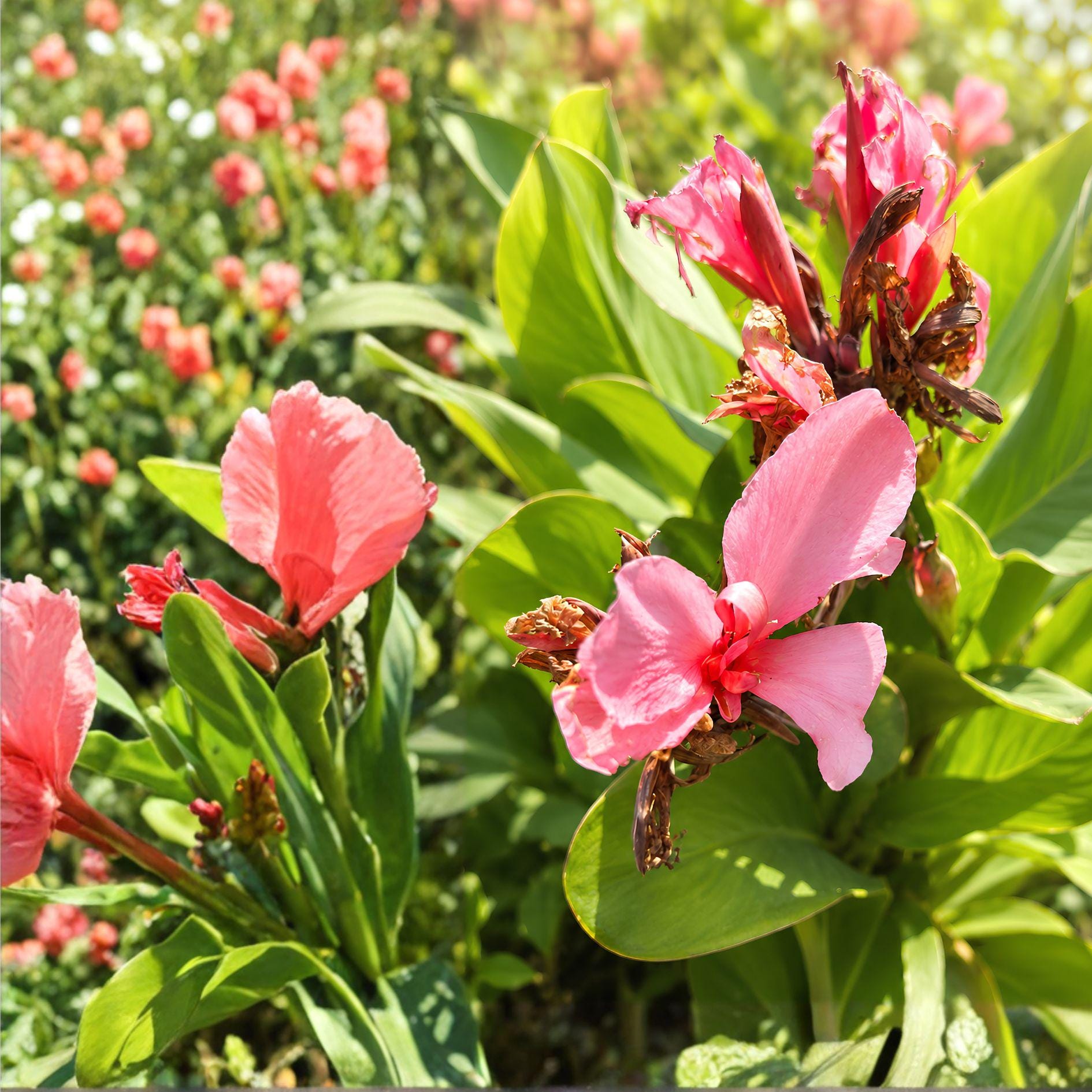 Pink Canna Lily Plant | Live Bulb | California Pink Canna | Tropical Flowering Perennial | Canna spp.