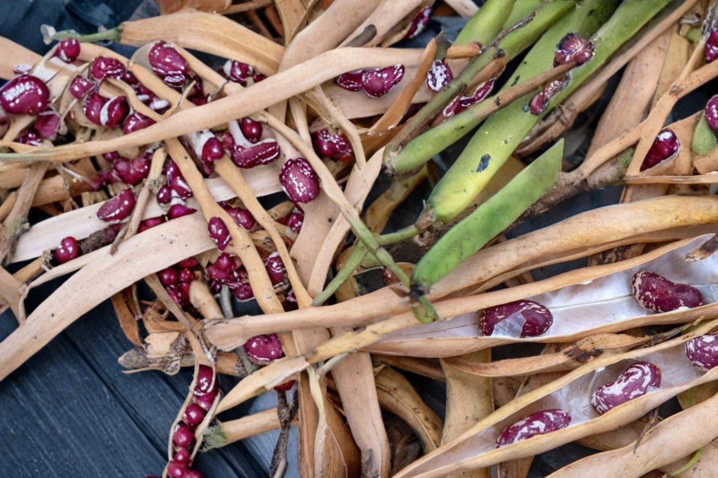 Cave Bean Seeds 20 Pack - Heirloom Phaseolus vulgaris - Unique Historical Vegetable Variety for Garden Planting