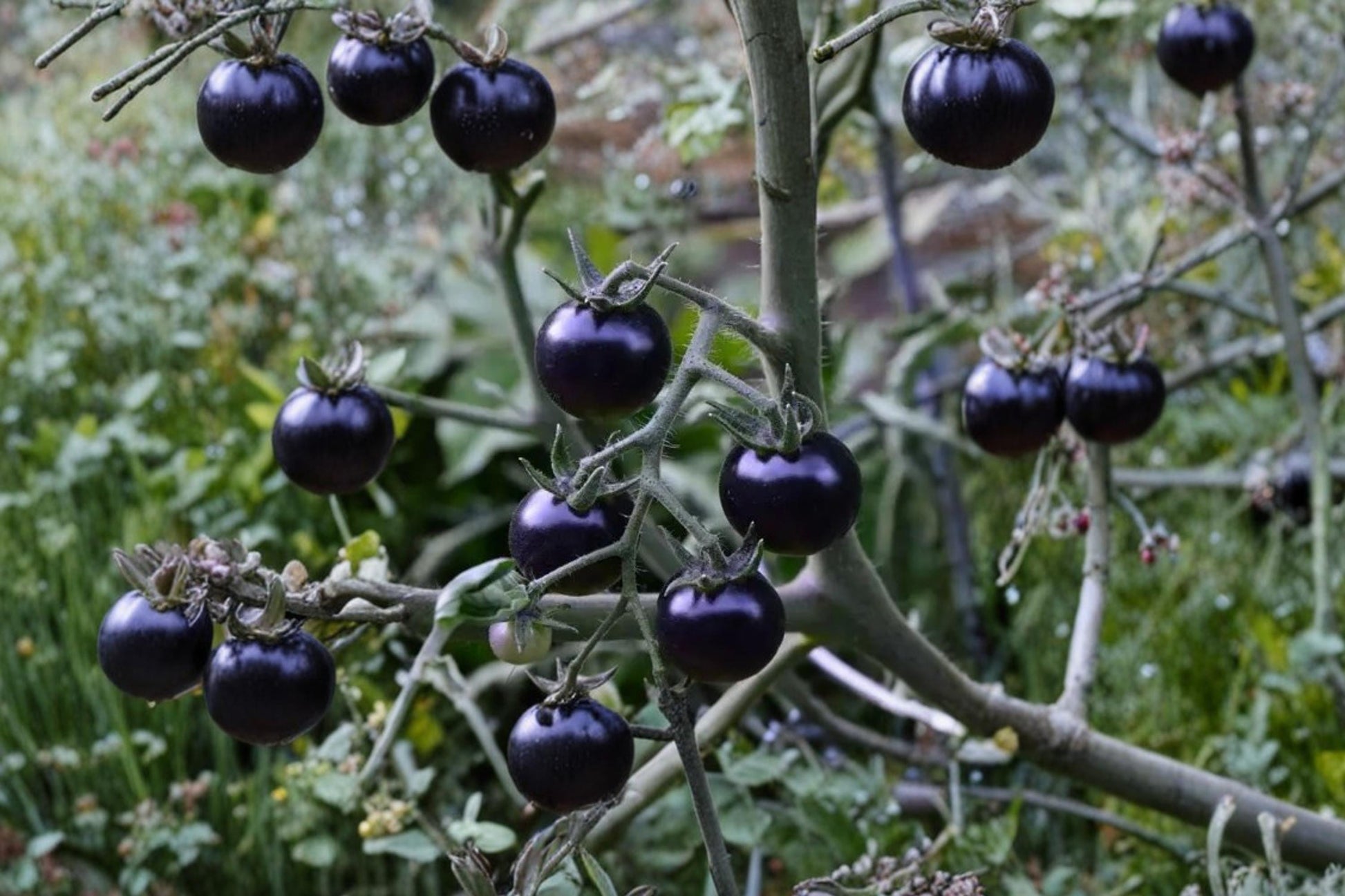 Black Tomato Seeds 50+ Dark Fruit Heirloom Variety Solanum lycopersicum for Home Gardening and Container Planting