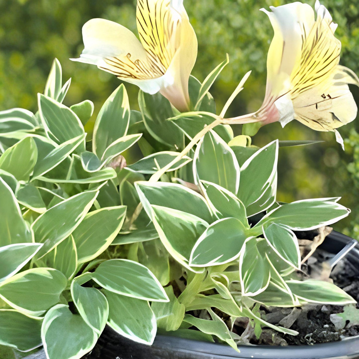Yellow Peruvian Lily Root Bulb | Variegated Flower Plant | Alstroemeria Aurea | Hardy Perennial | Live Bulb for Garden
