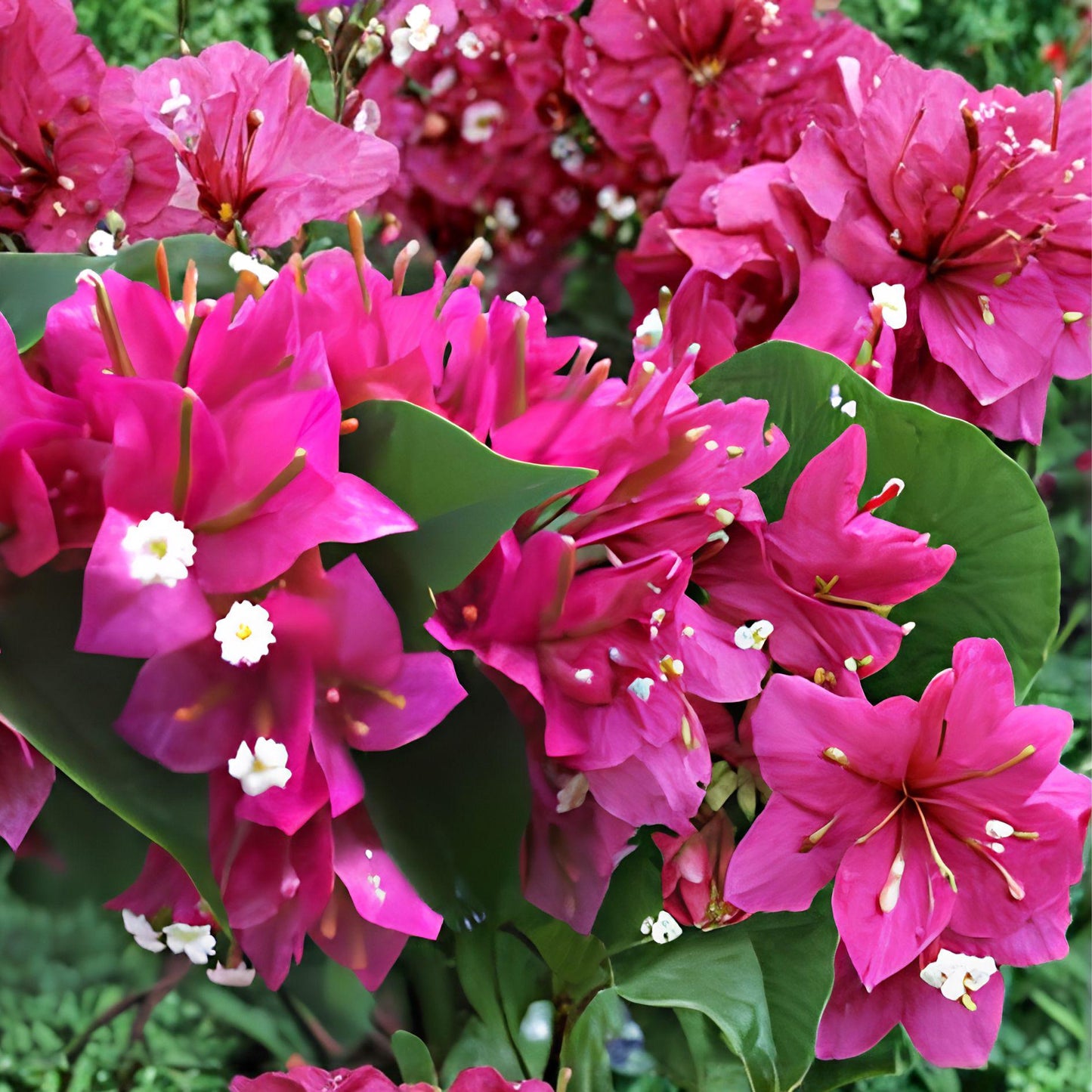 Fuchsia Pink Bougainvillea Cuttings - 7 Unrooted Live Cuttings - Bougainvillea Spectabilis - Tropical Flowering Vine