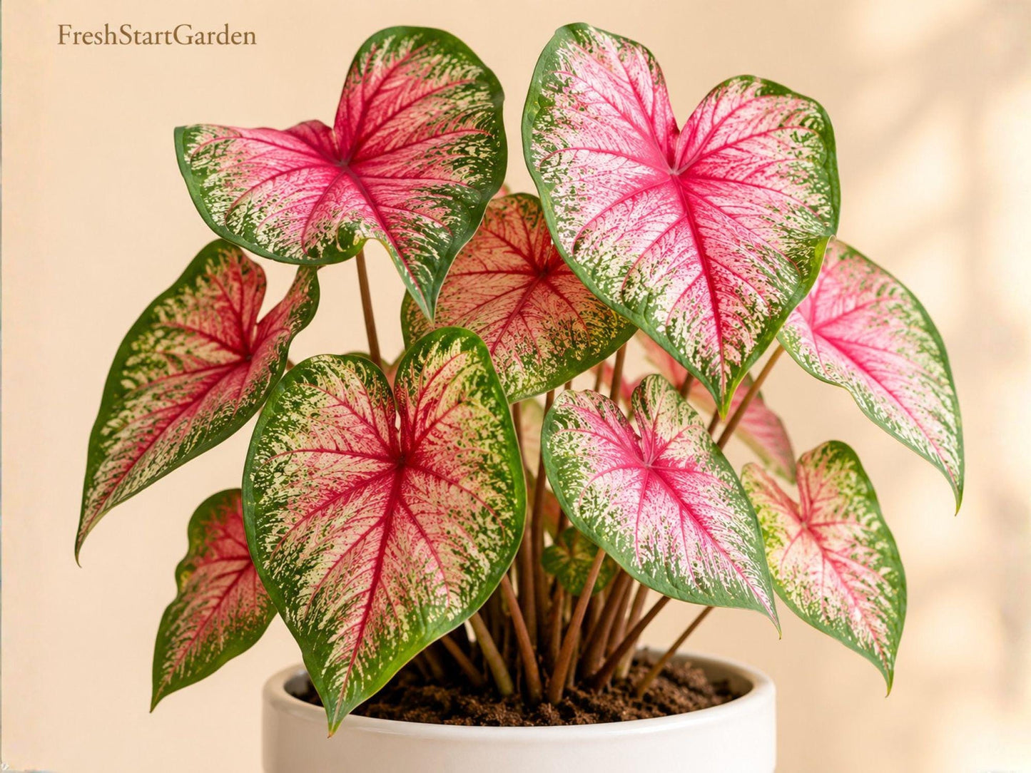 Caladium Bulbs - 6 Pack Caladium Buck - Colorful Tropical Foliage - Caladium bicolor for Shade Garden & Landscape