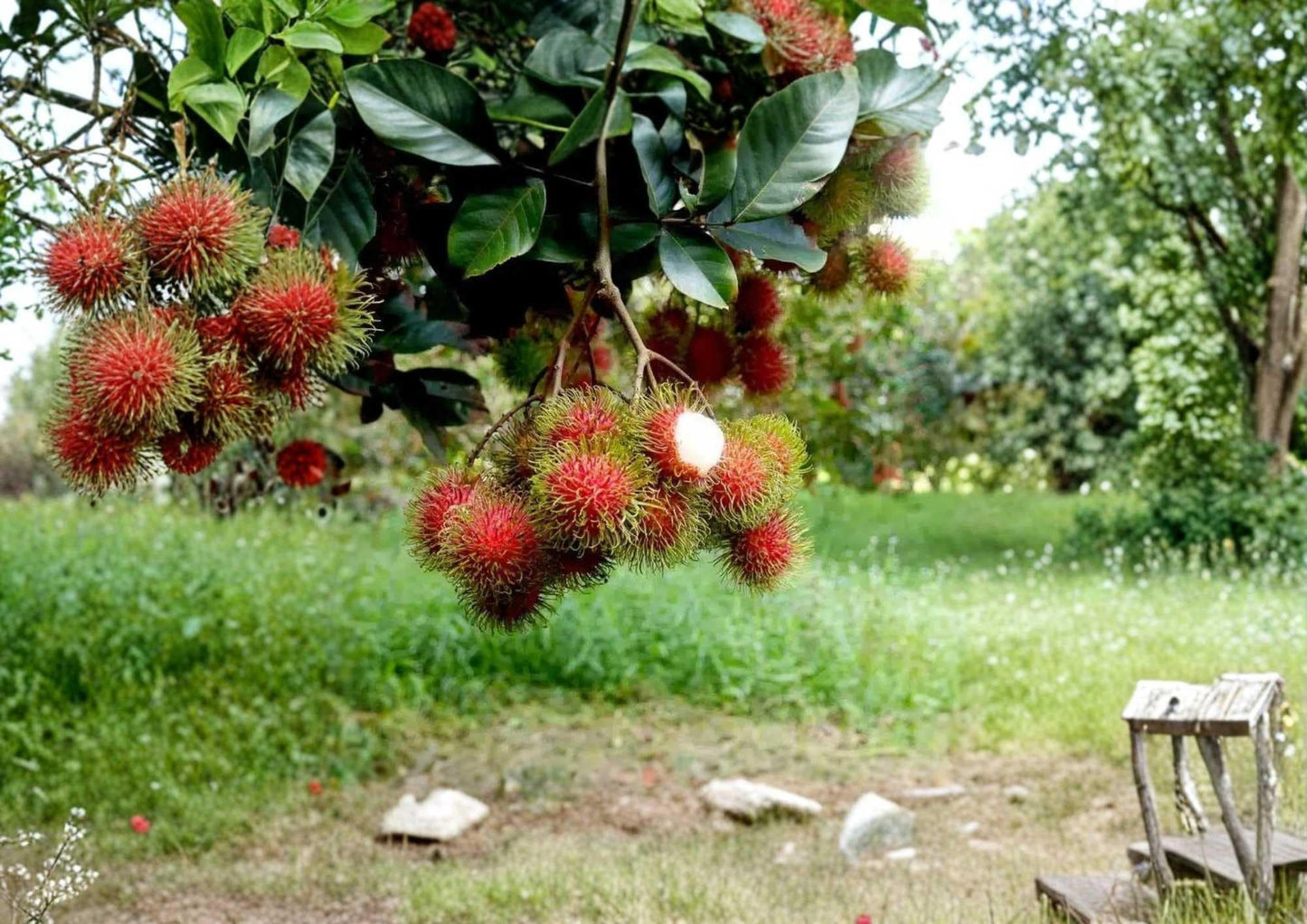 Rambutan Live Fruit Tree 12-24 Inches - Nephelium lappaceum - Tropical Fruit Plant for Home Garden