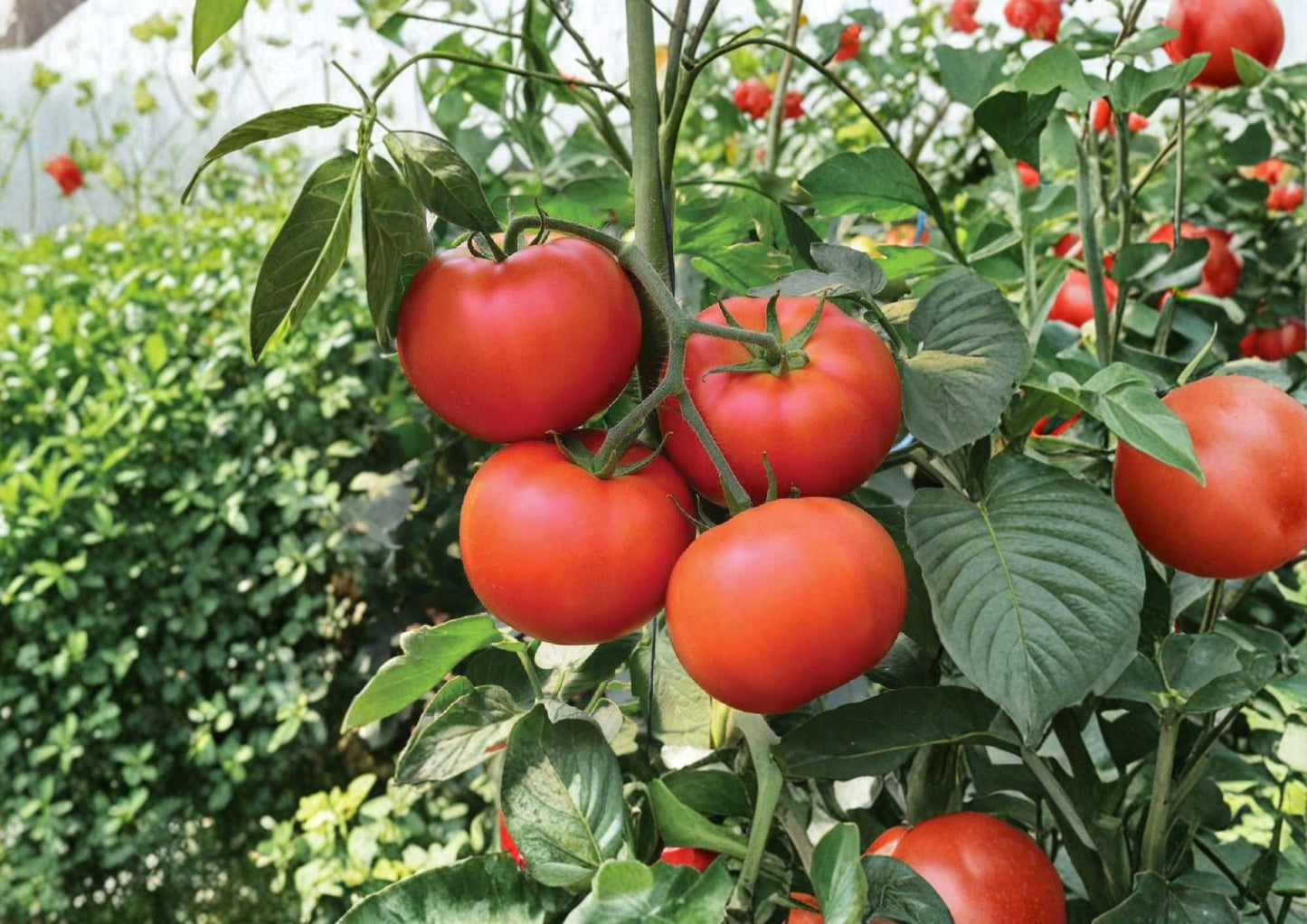 Burpee Big Boy Tomato Seeds - 30+ Non-GMO Heirloom Vegetable Seeds for Garden Planting, Large Red Slicing Tomato, High Yield