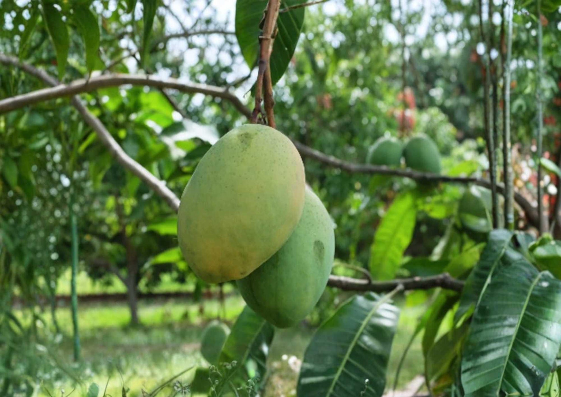 Grafted Mango Tree 3–4 Feet - Coconut Cream Variety - Mangifera indica - Bloom Haven Nursery