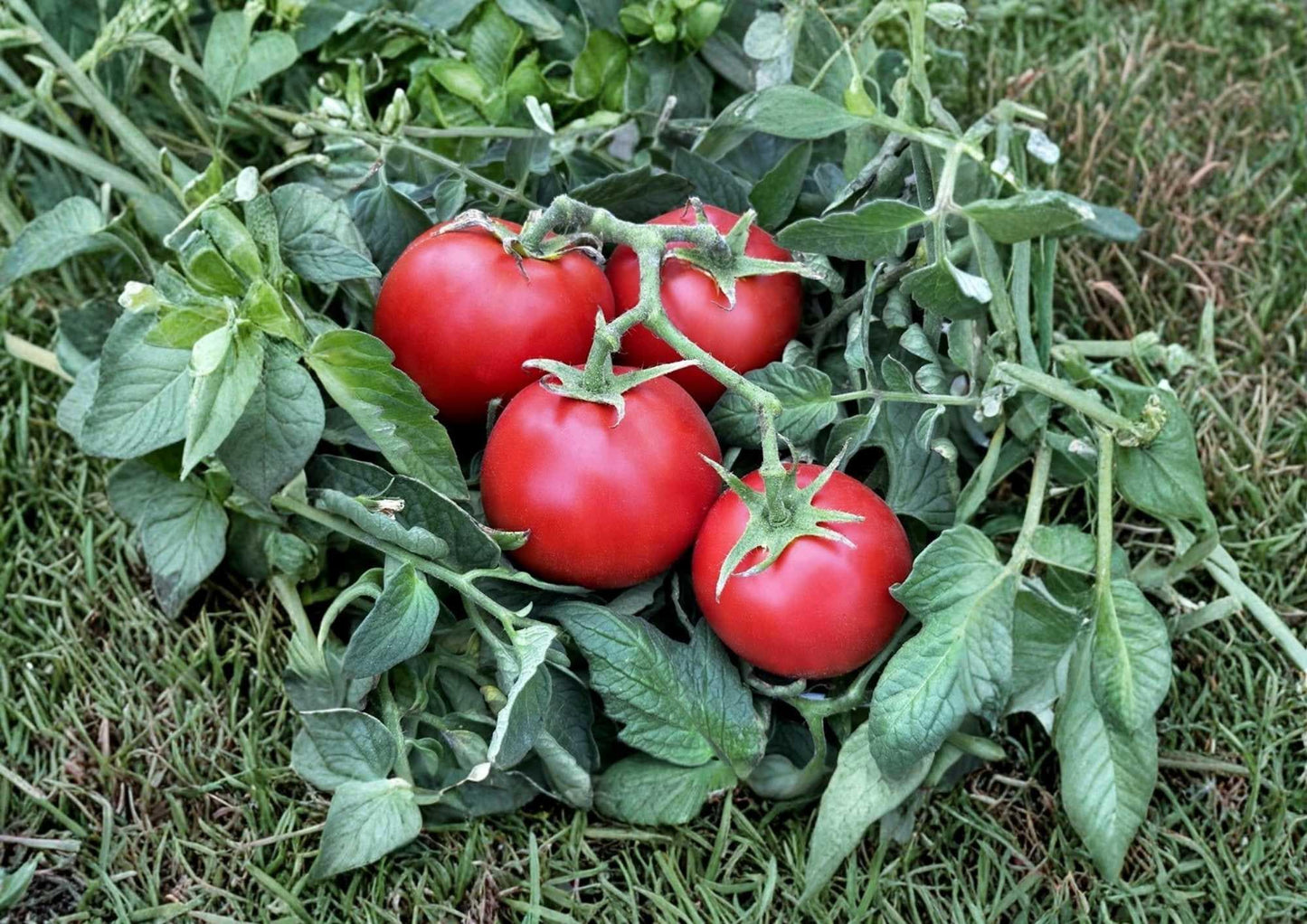 Ace 55 Tomato Seeds - 60+ Heirloom Non-GMO Vegetable Seeds for Garden Planting, Low Acid Red Tomato - Reliable Garden Variety