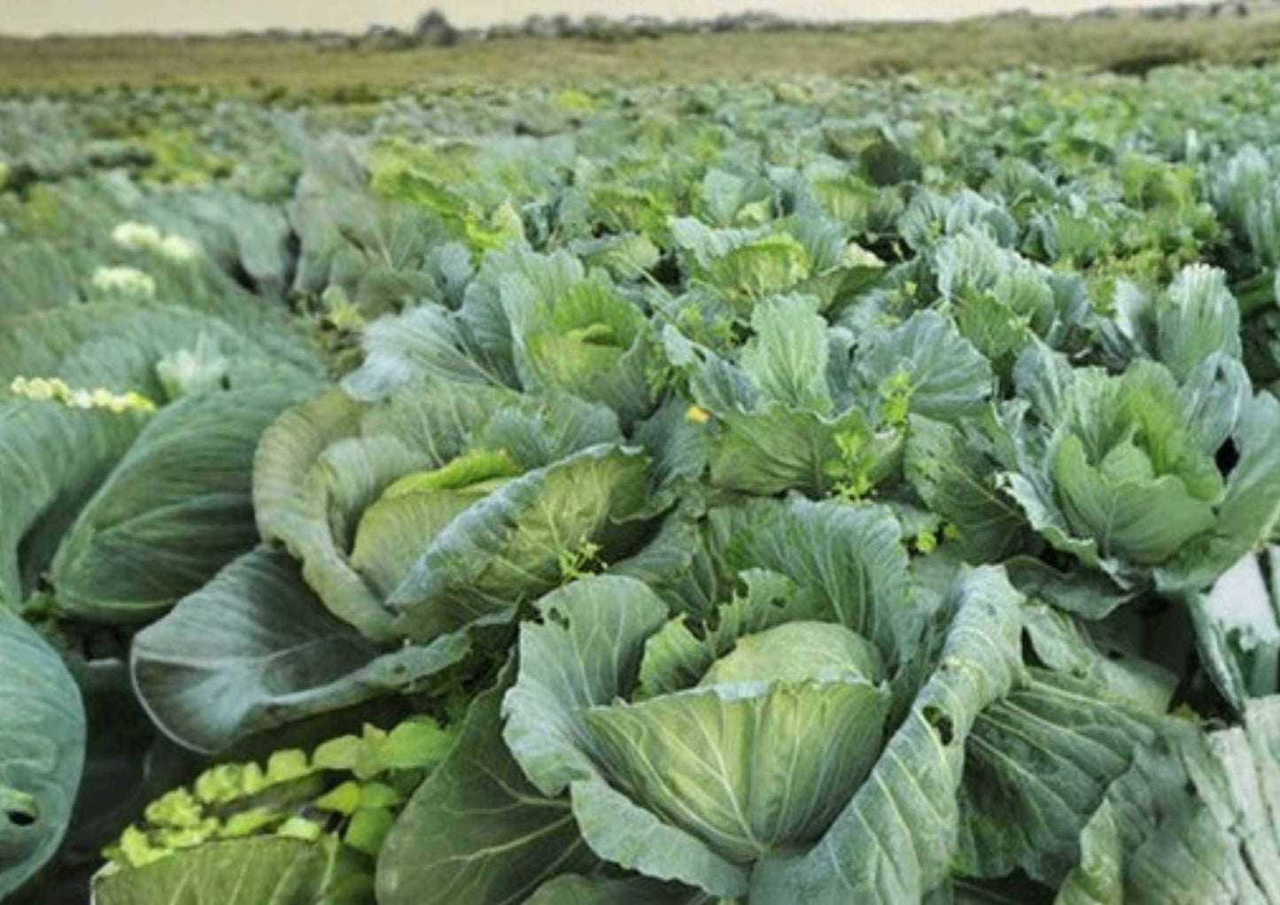 Early Jersey Wakefield Cabbage Seeds - 200+ Heirloom Non-GMO Vegetable Seeds for Garden Planting, Sweet Crisp Flavor